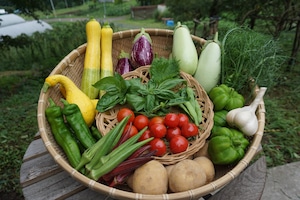 木漏れ日農園の旬野菜セット （8～15品目）