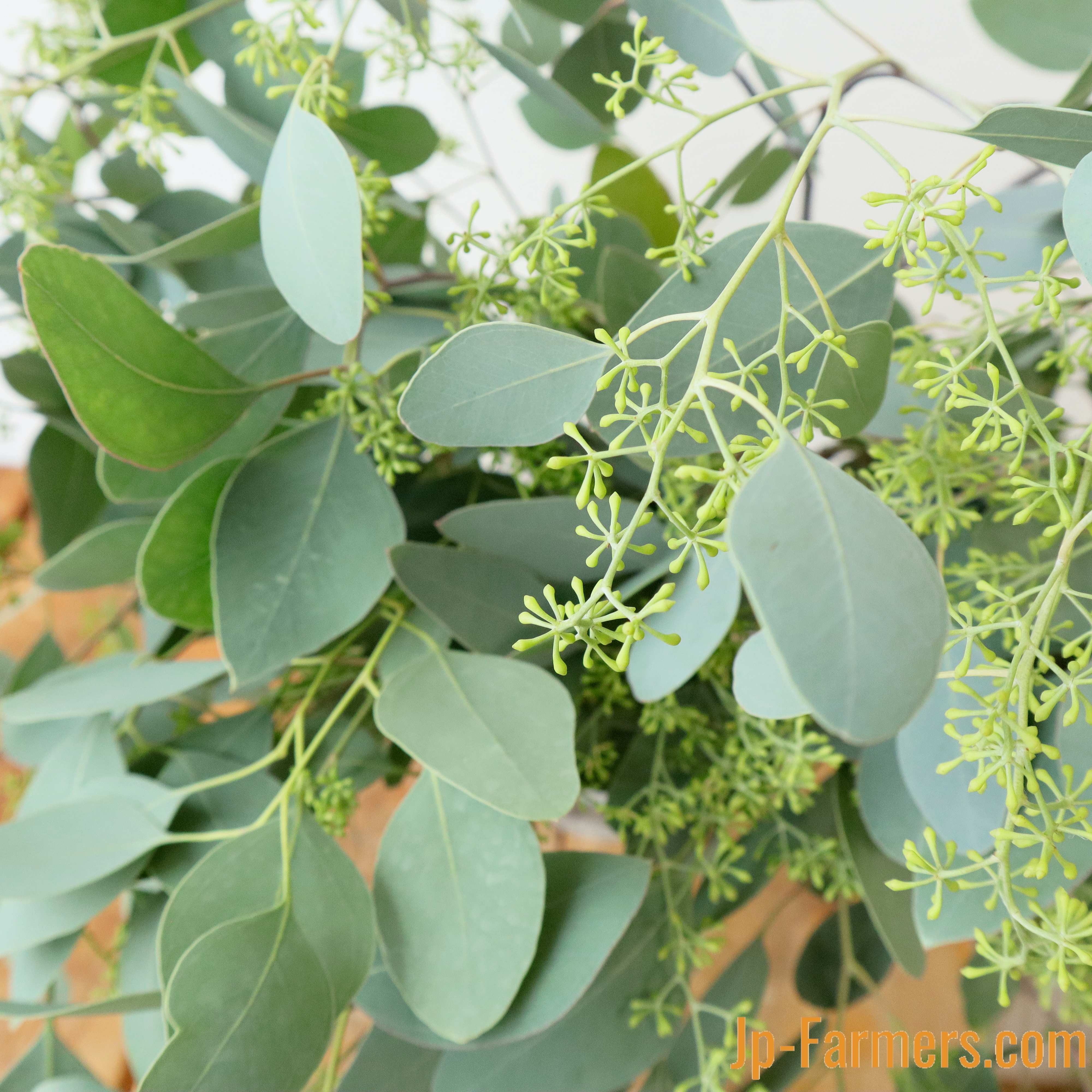 小ぶりの可愛い蕾が特徴 ポポラスフェアリー 5本 和歌山県ありだ農協