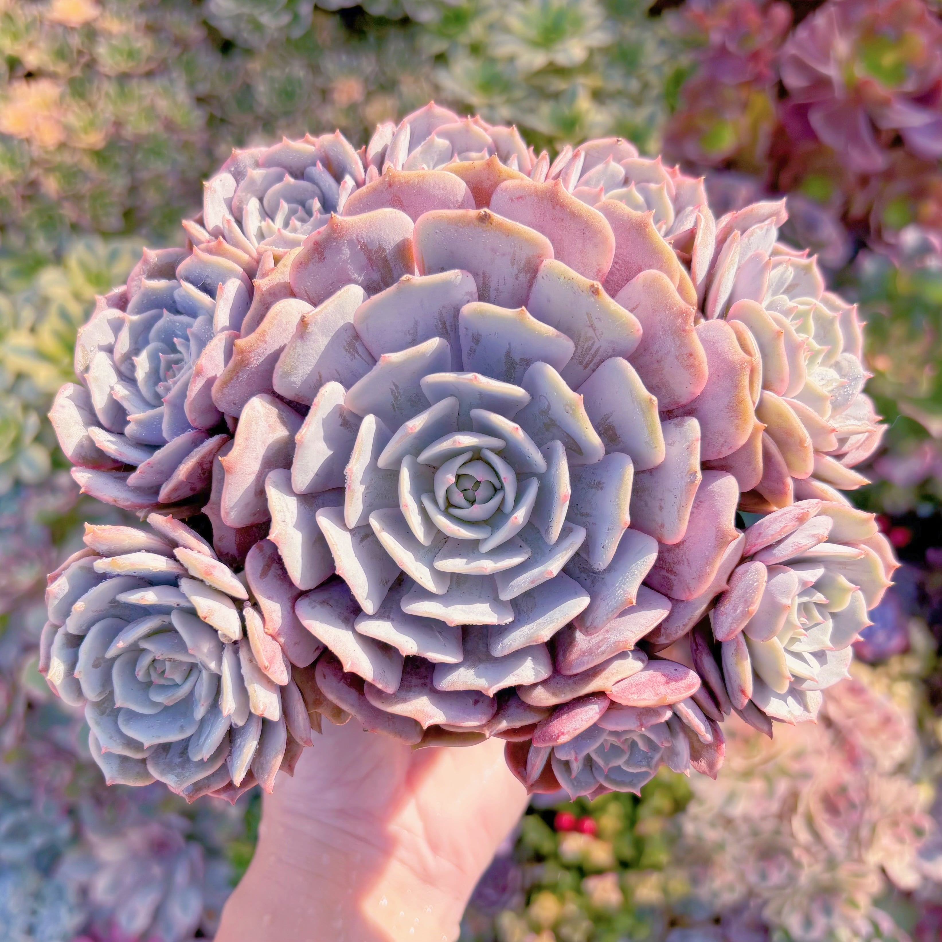 現品　ローラ#C24　大群生　新入荷　るる農園