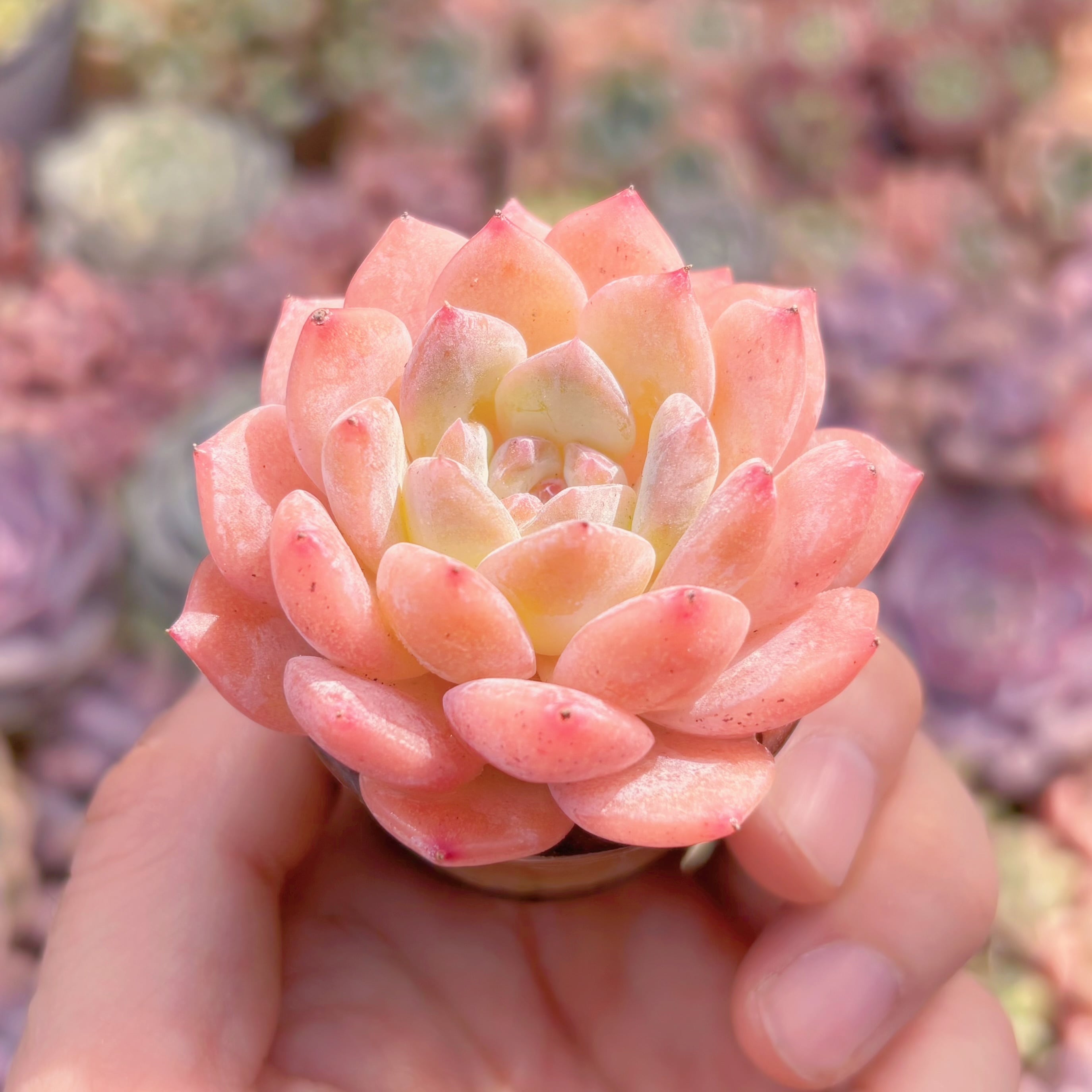 多肉植物 氷魄 新入荷 るる農園 | るる農園~多肉植物専門