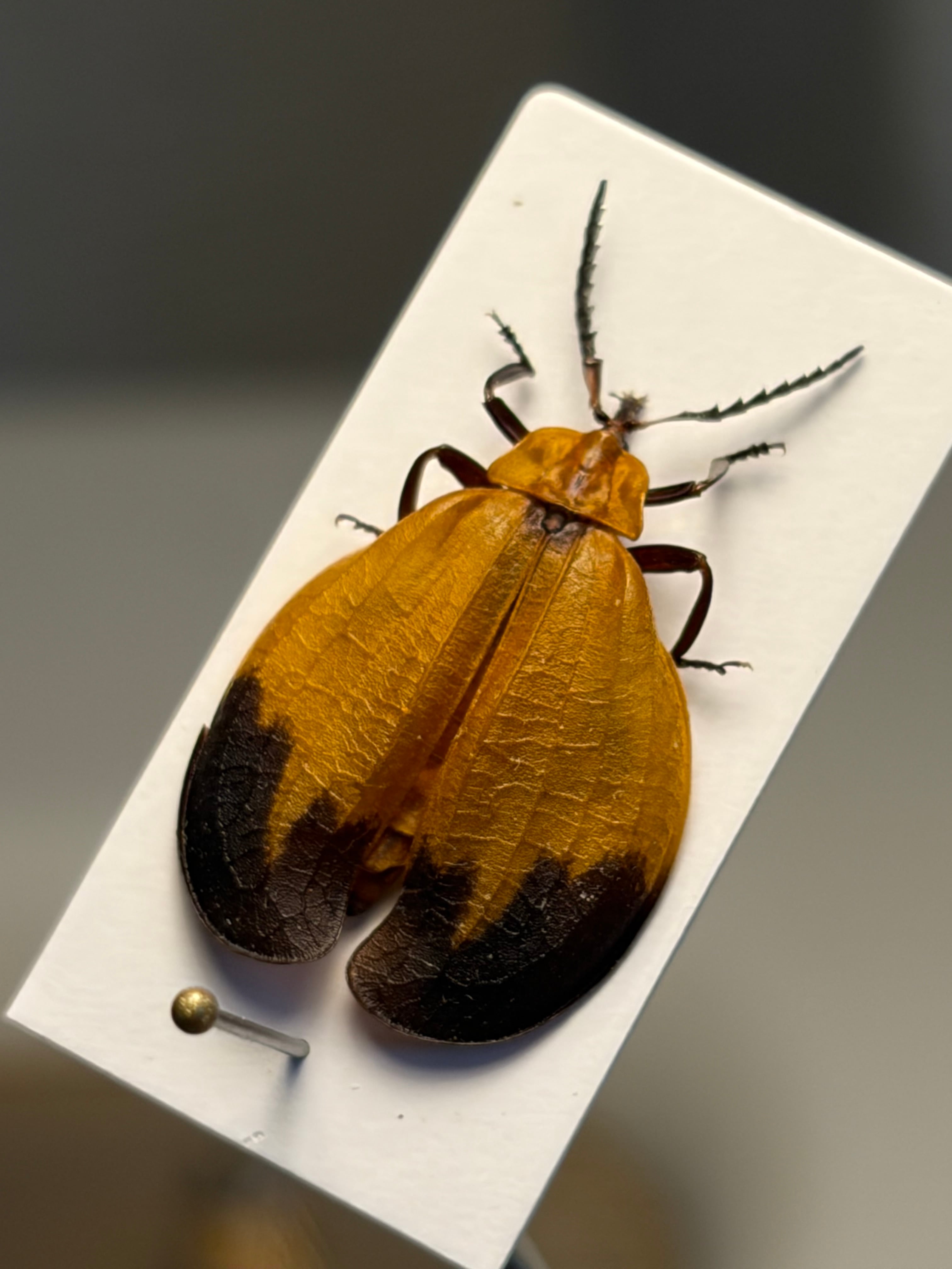ベニボタルの一種 昆虫標本 ホタル標本 蛍タランチュラムカデ