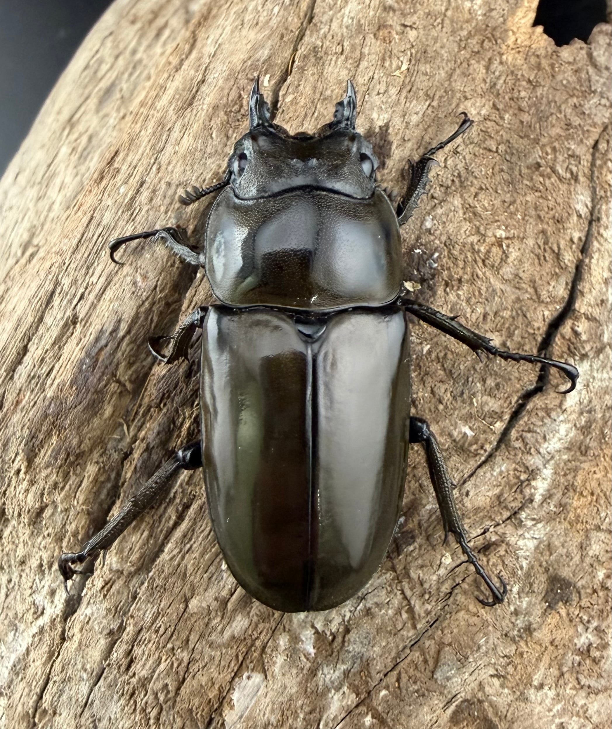 ババオウゴンオニ 61mm ペア》ブリーダー様委託個体 | KPW公式