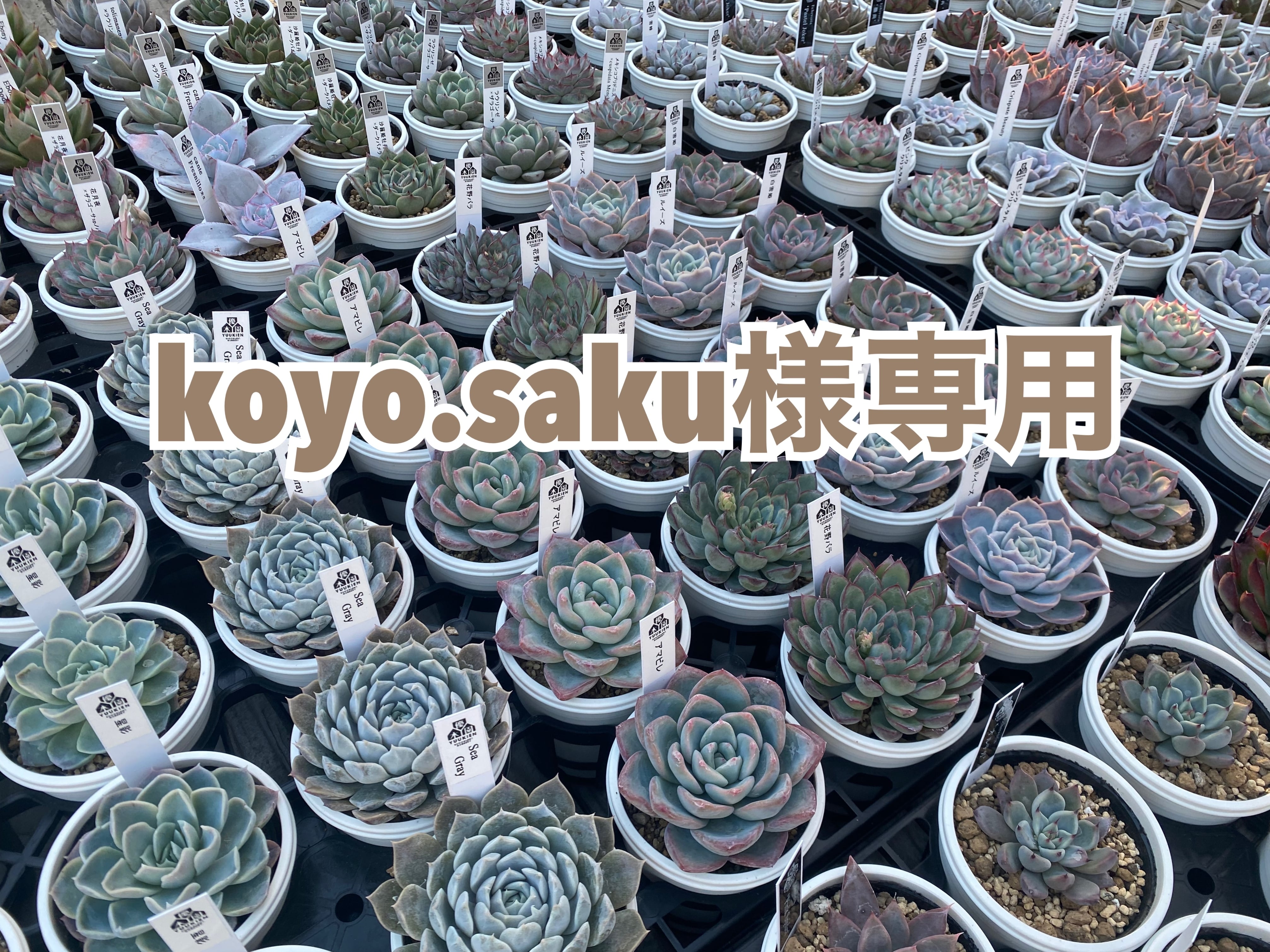 koyo.saku様専用②点 | plants funshop natur*ﾅﾁｭﾗ*