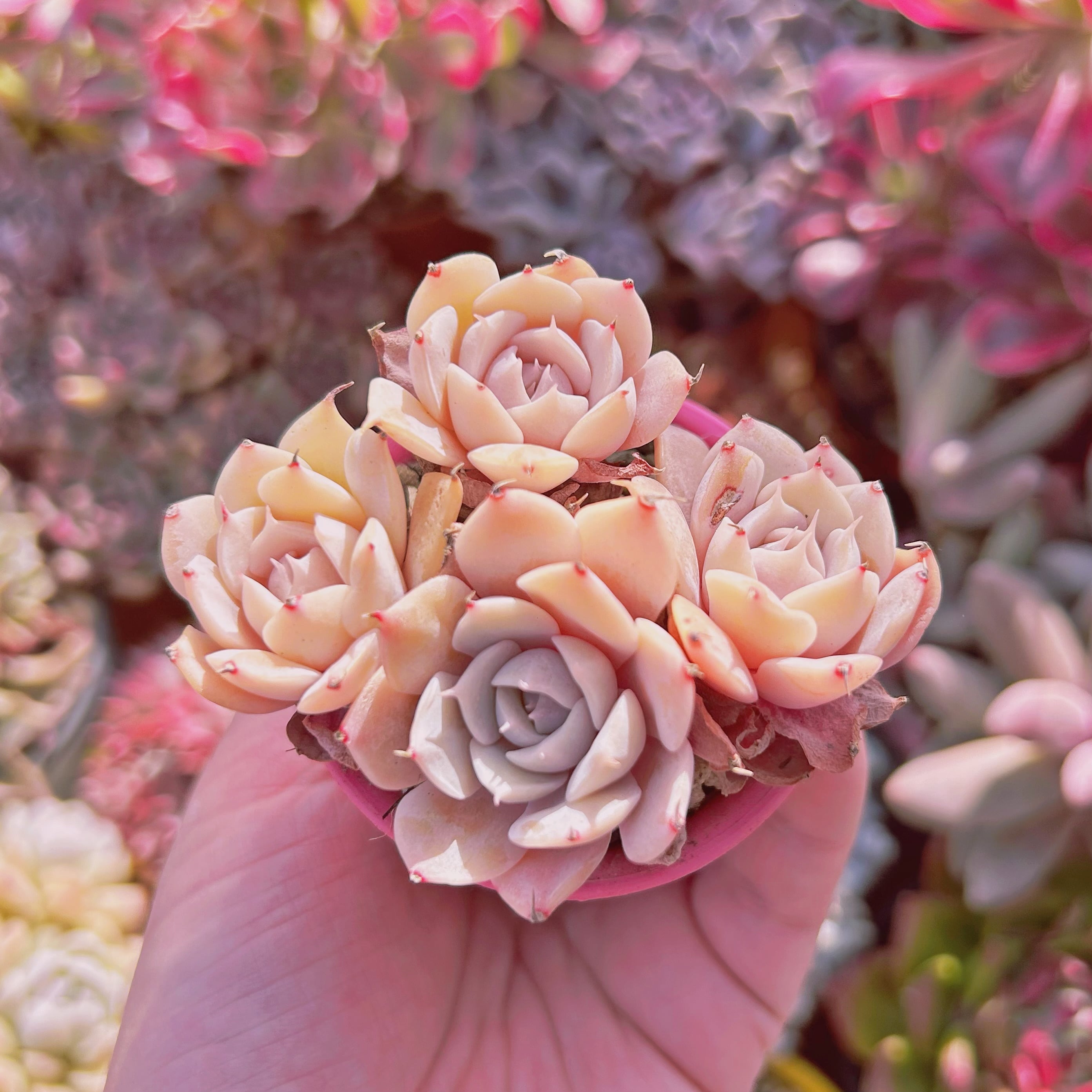 多肉植物　ブラッドブリアナ錦　一点のみ　カット苗 多肉植物 ブラッドブリアナ錦 一点のみ カット苗 【公式通販】