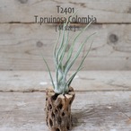 【送料無料】プルイノーサ コロンビア M〔エアプランツ〕現品発送T2401