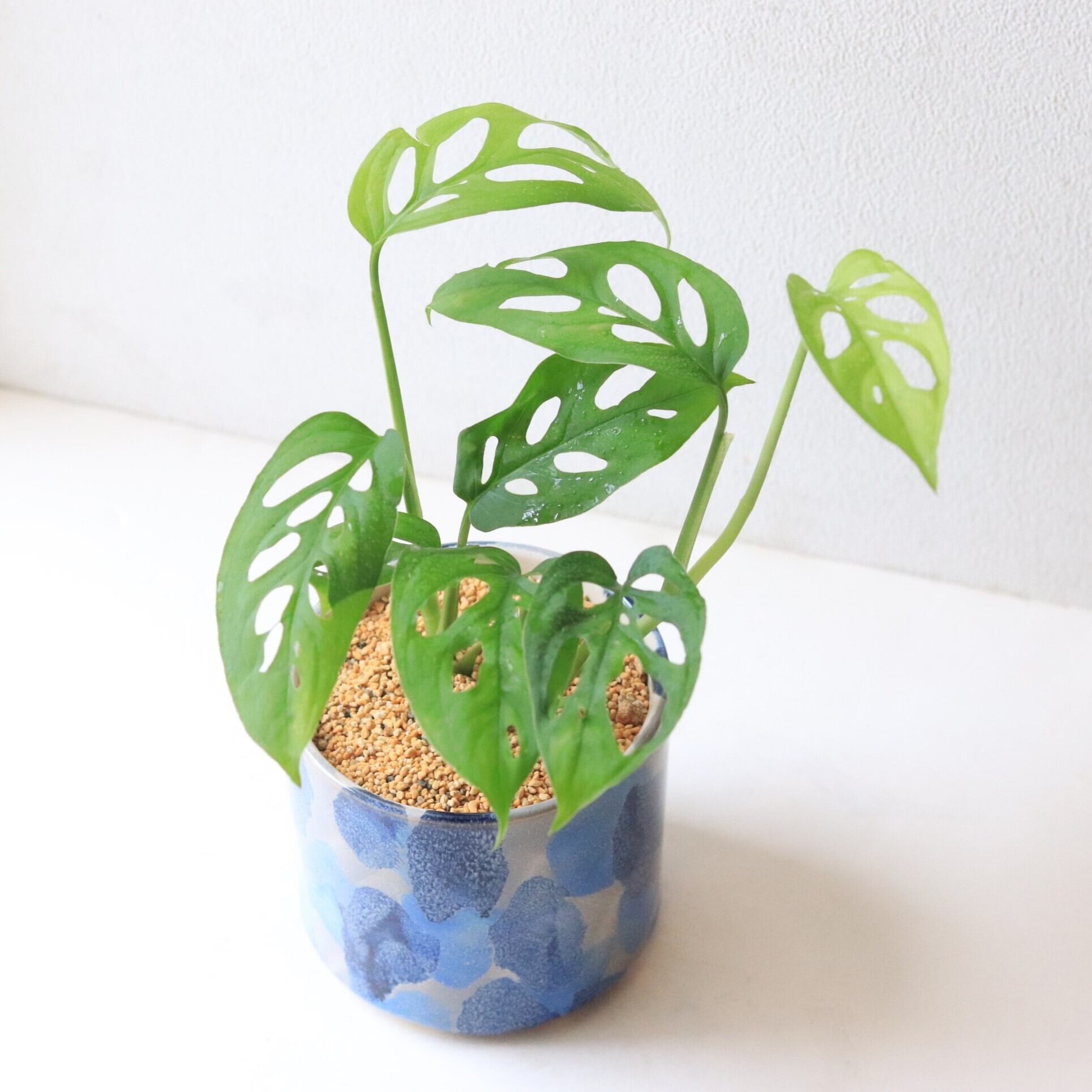 グリーン】モンステラ ラニアータ | ジーフラットインテリアショップ