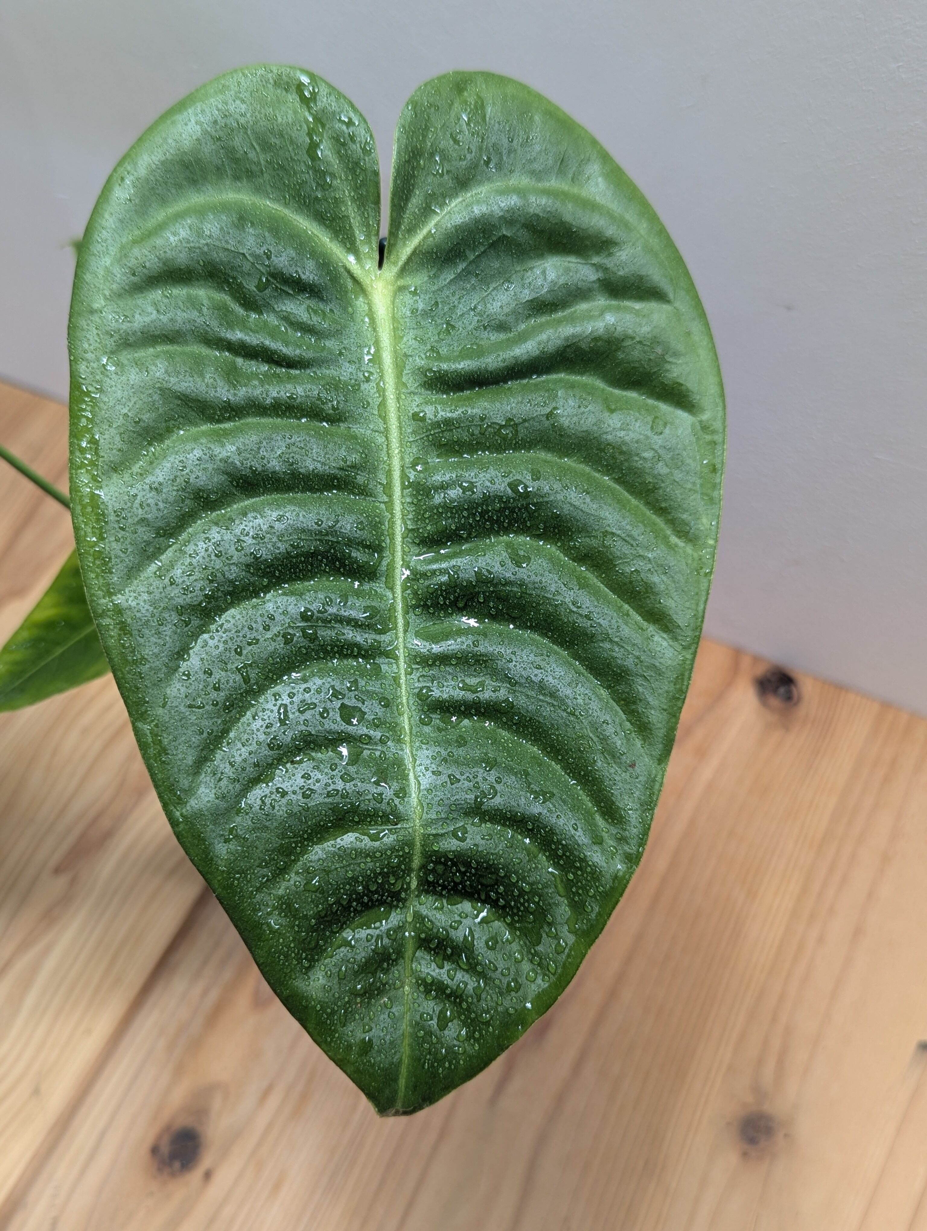 アンスリウム・ベイチー 黒鉢4号（Anthurium veitchii) アンスリウム・ベイチー 黒鉢4号（Anthurium veitchii) | GREEN Road