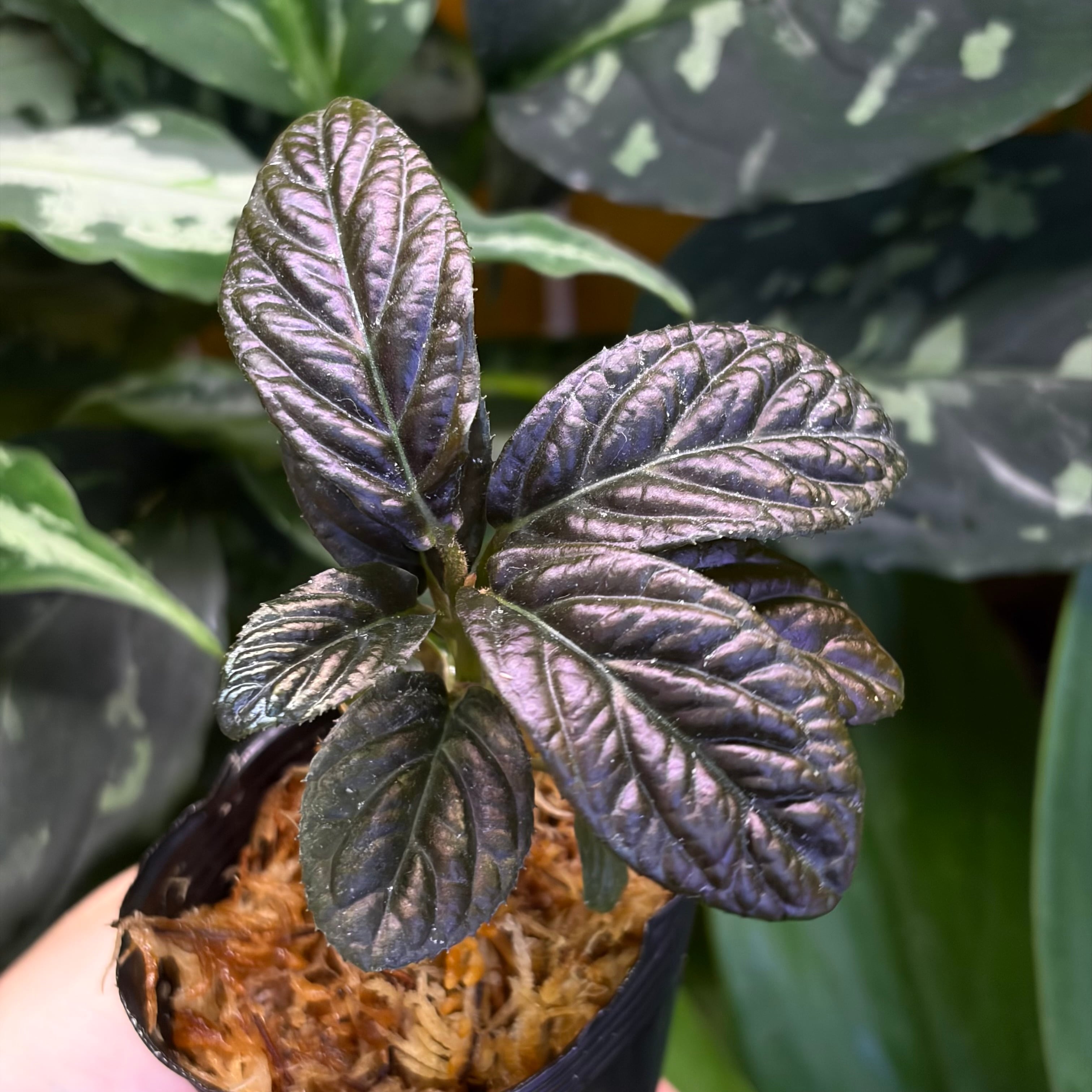Homalomena sp. 花緑青 Tapanuli Selatan 【ZOE1025-4p】 銀葉細葉個体