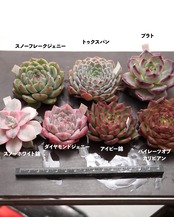 【セットD 新顔 7種】ダイヤモンドジェニー/アイビー錦/スノーフレークジェニー 他