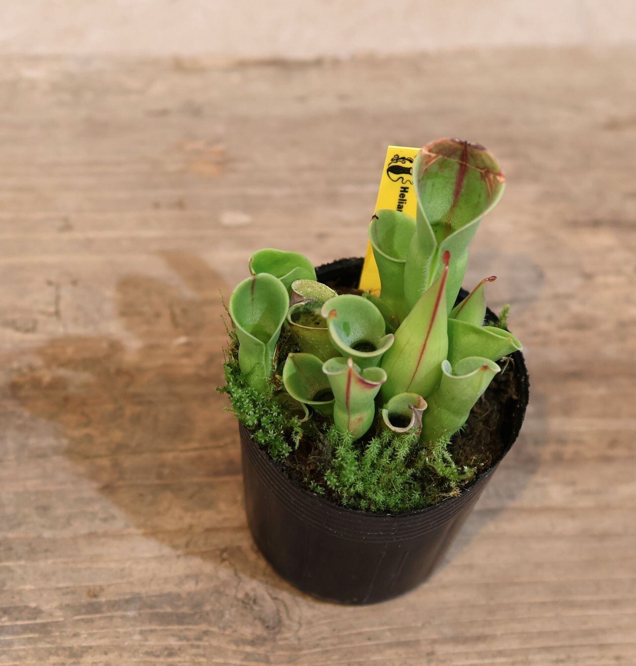 295 霧の山から届いた美しき食虫植物『ヘリアンフォラ ミノール