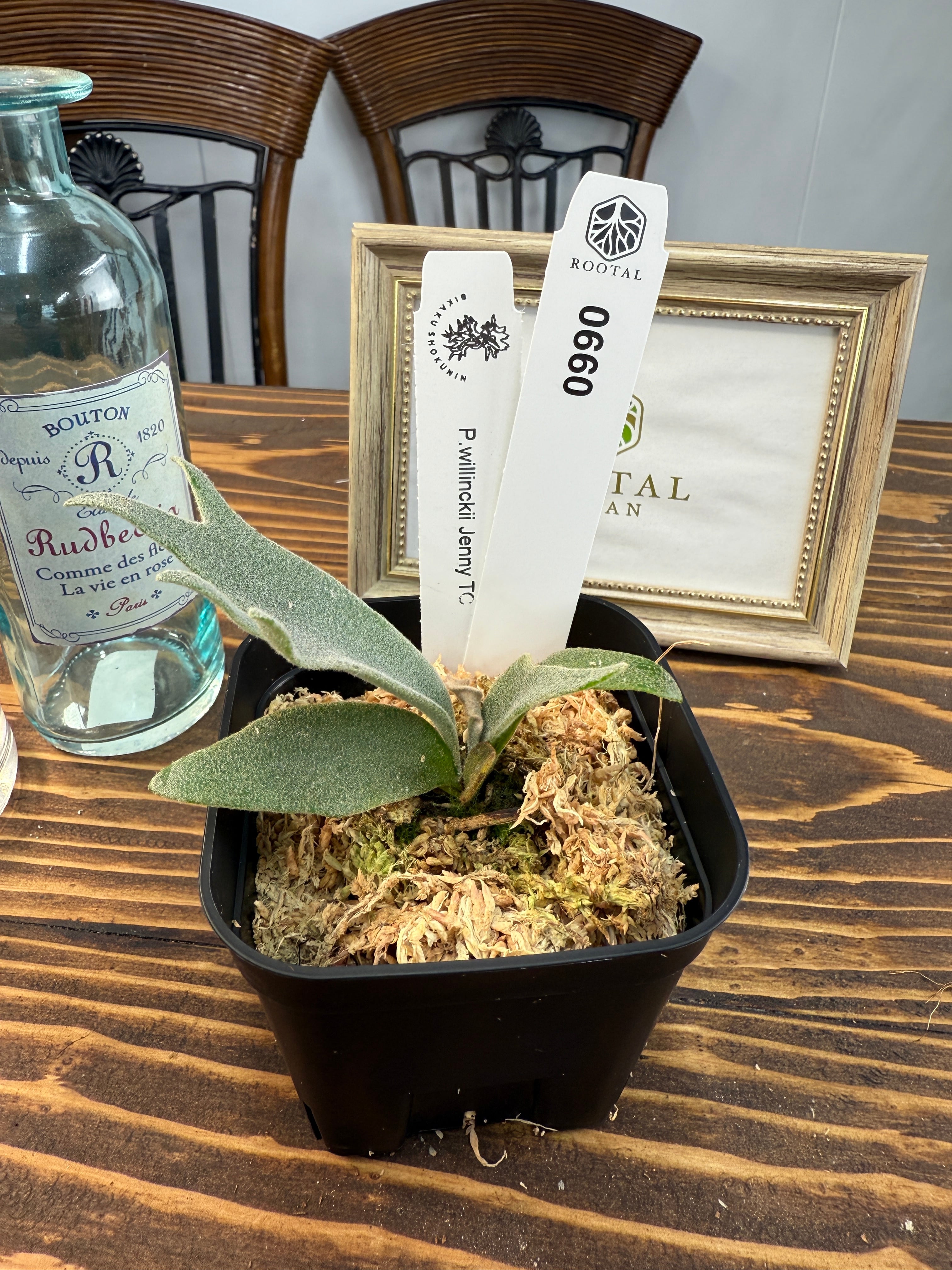 ビカク　シダ Platycerium_ビカクシダ | vandaka plants