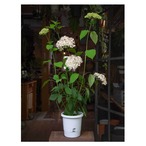 Hydrangea arborescens ‘Le Parfait’