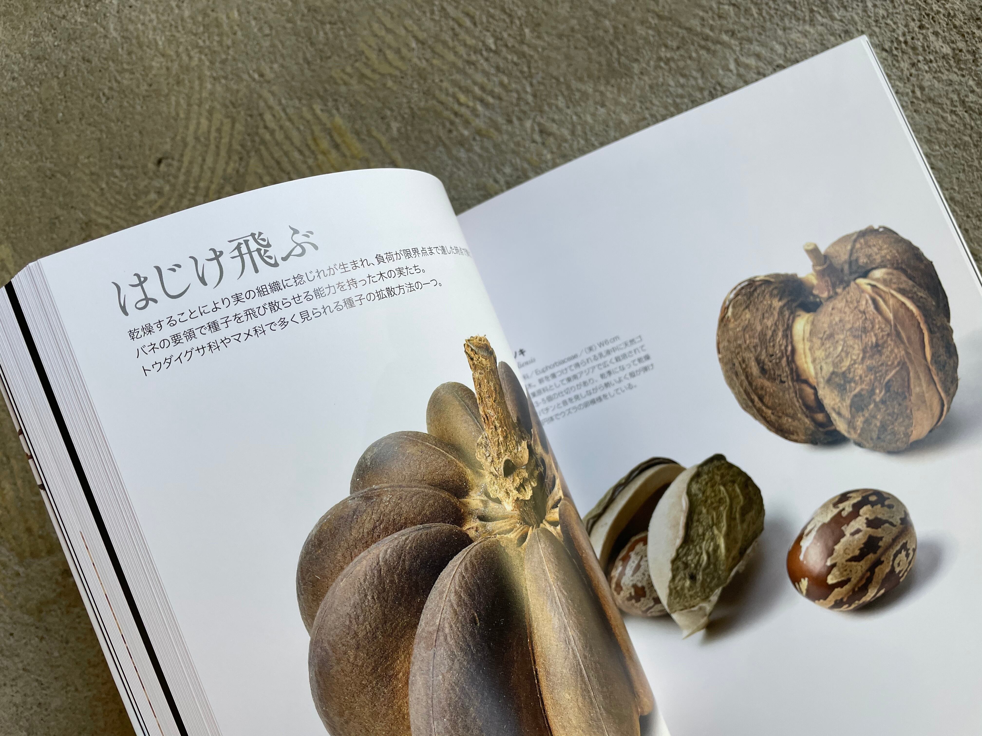 世界のふしぎな木の実図鑑 Standardbookstore 世界のふしぎな木の実図鑑 Standardbookstore