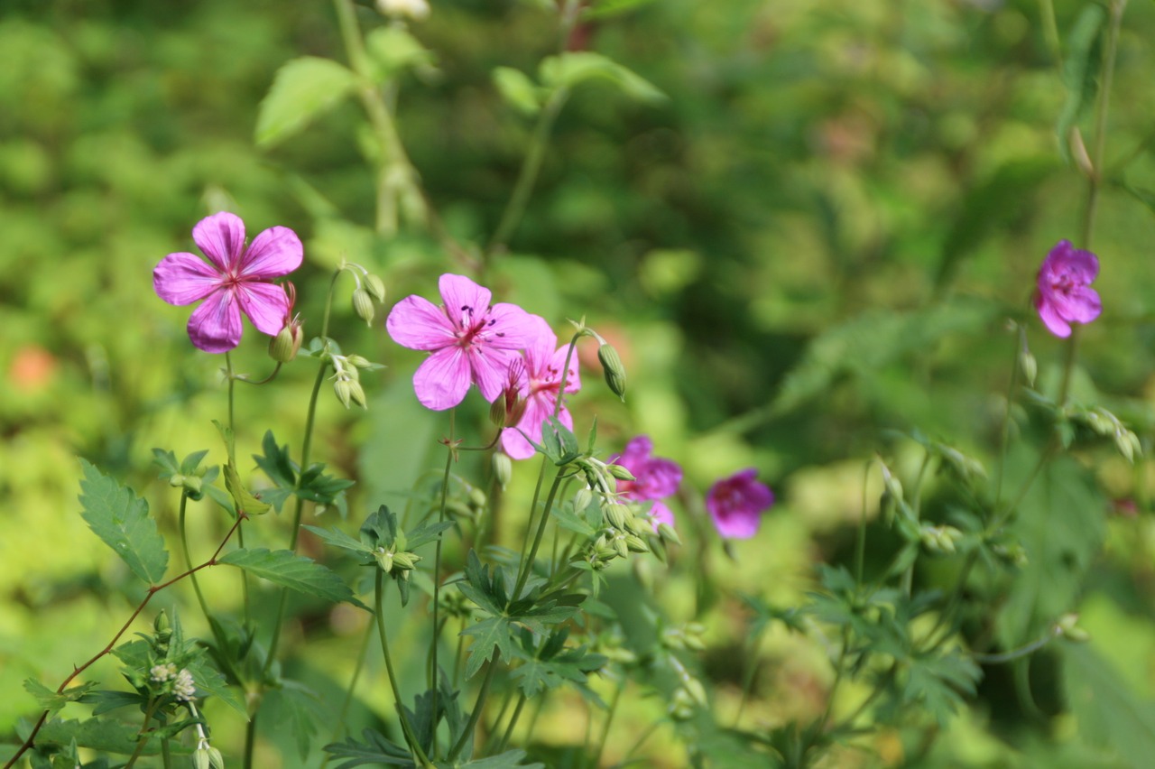 アサマフウロ(浅間風露)9cmポットの画像03