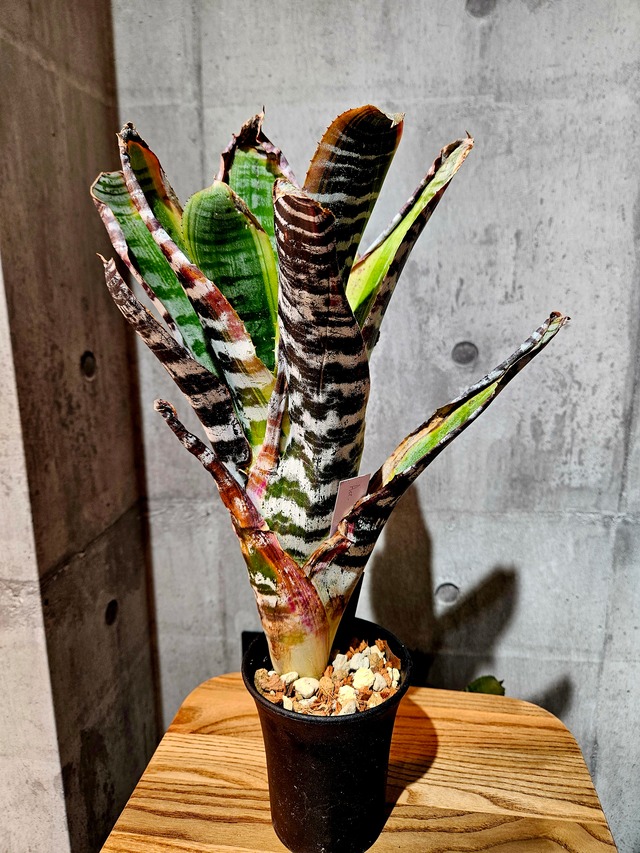 Aec.Titan force【artPLANTs/PLANTS GARAGE】エクメア/Aechmea/タンクブロメリア