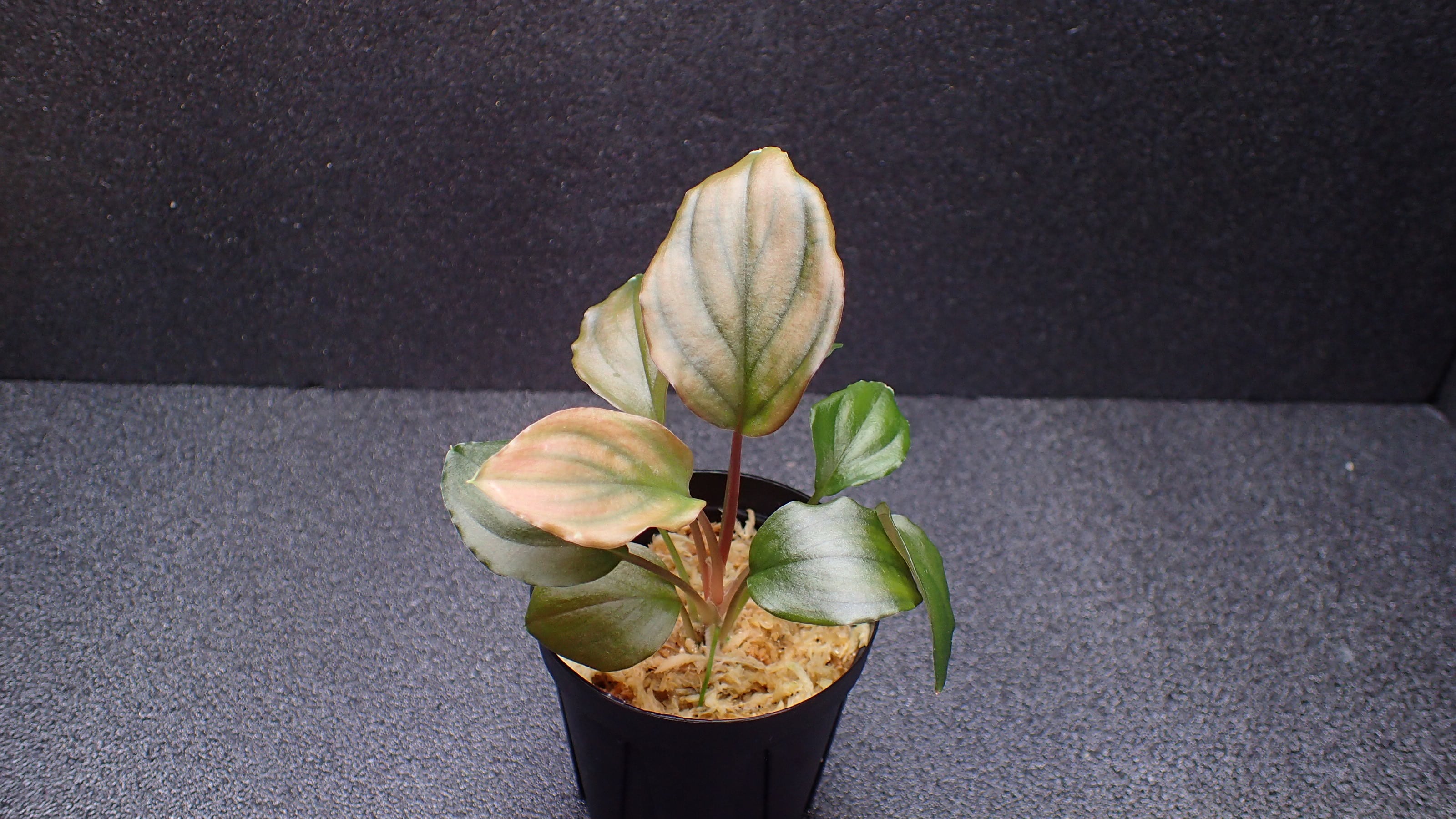Homalomena sp Red Tiger 【KN】1株 | 熱帯植物 水草