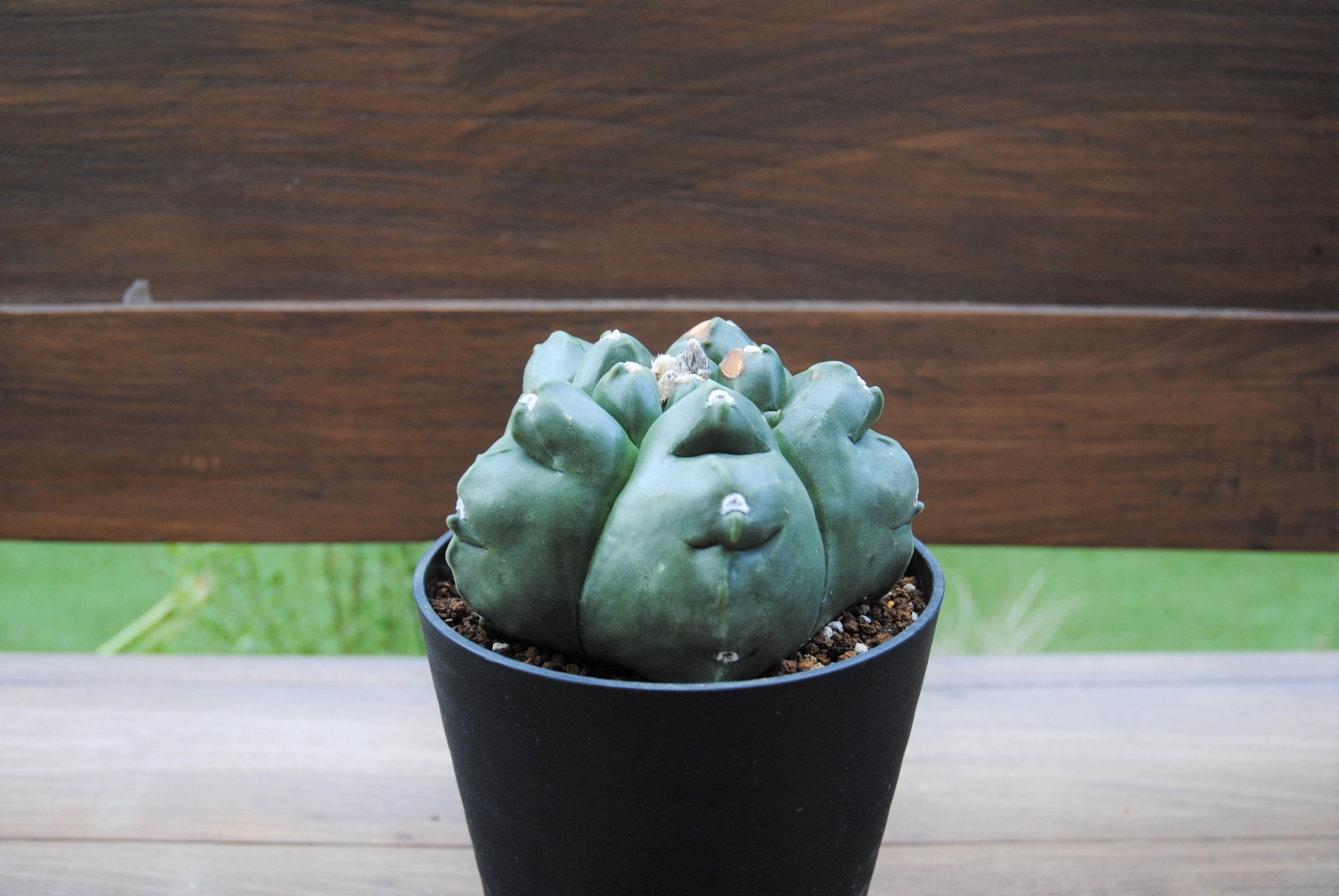 Astrophytum sp. アストロフィツム 亀甲ヘキラン サボテン | plants