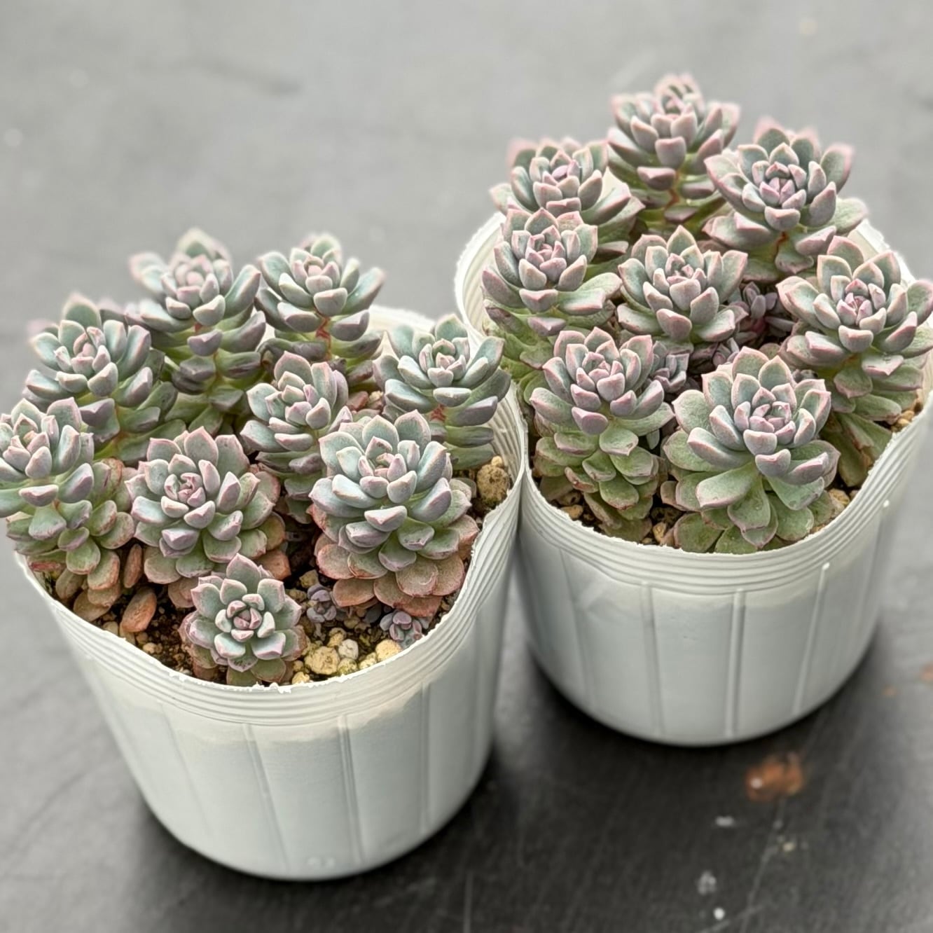 REONA Succulents
