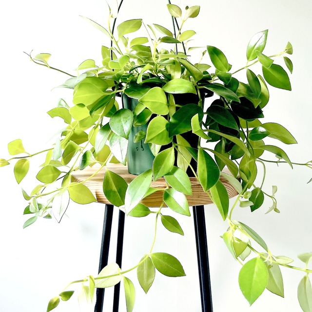 エスキナンサス モナリザ 観葉植物 calm cafe