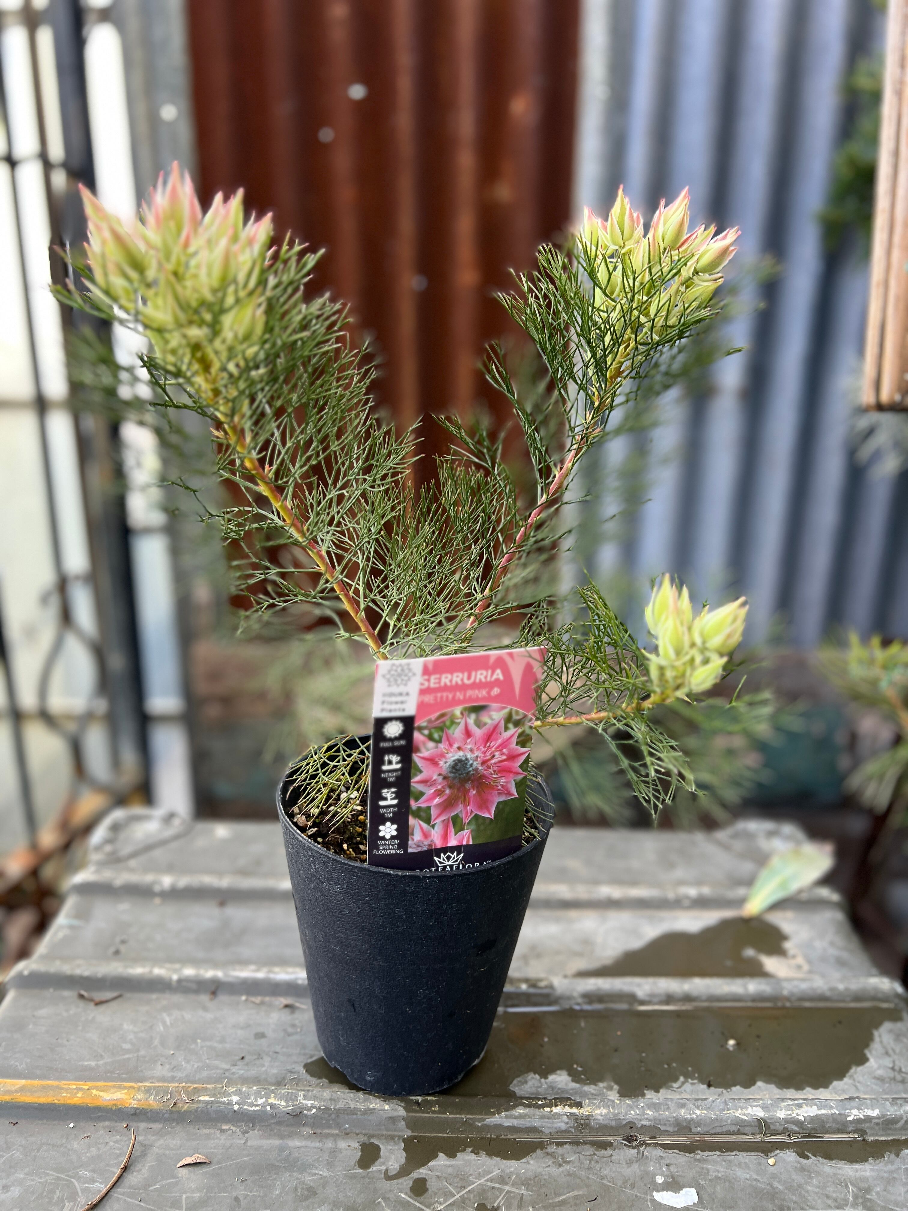 リューカデンドロン デュリフ① | 沼ノ上農園