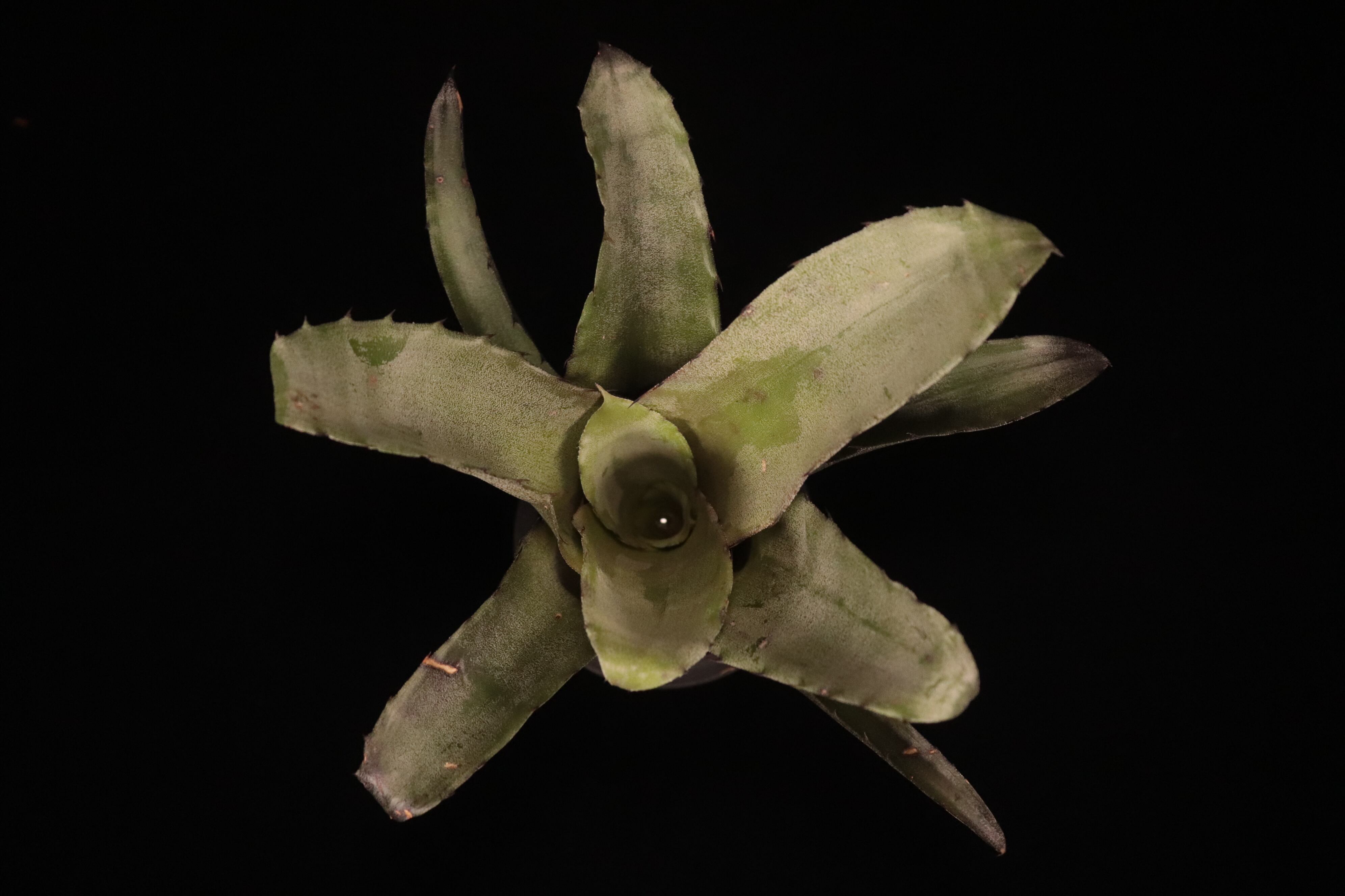 Hohenbergia leopoldo-horstii (Silver clone)〔ホヘンベルギア〕H263