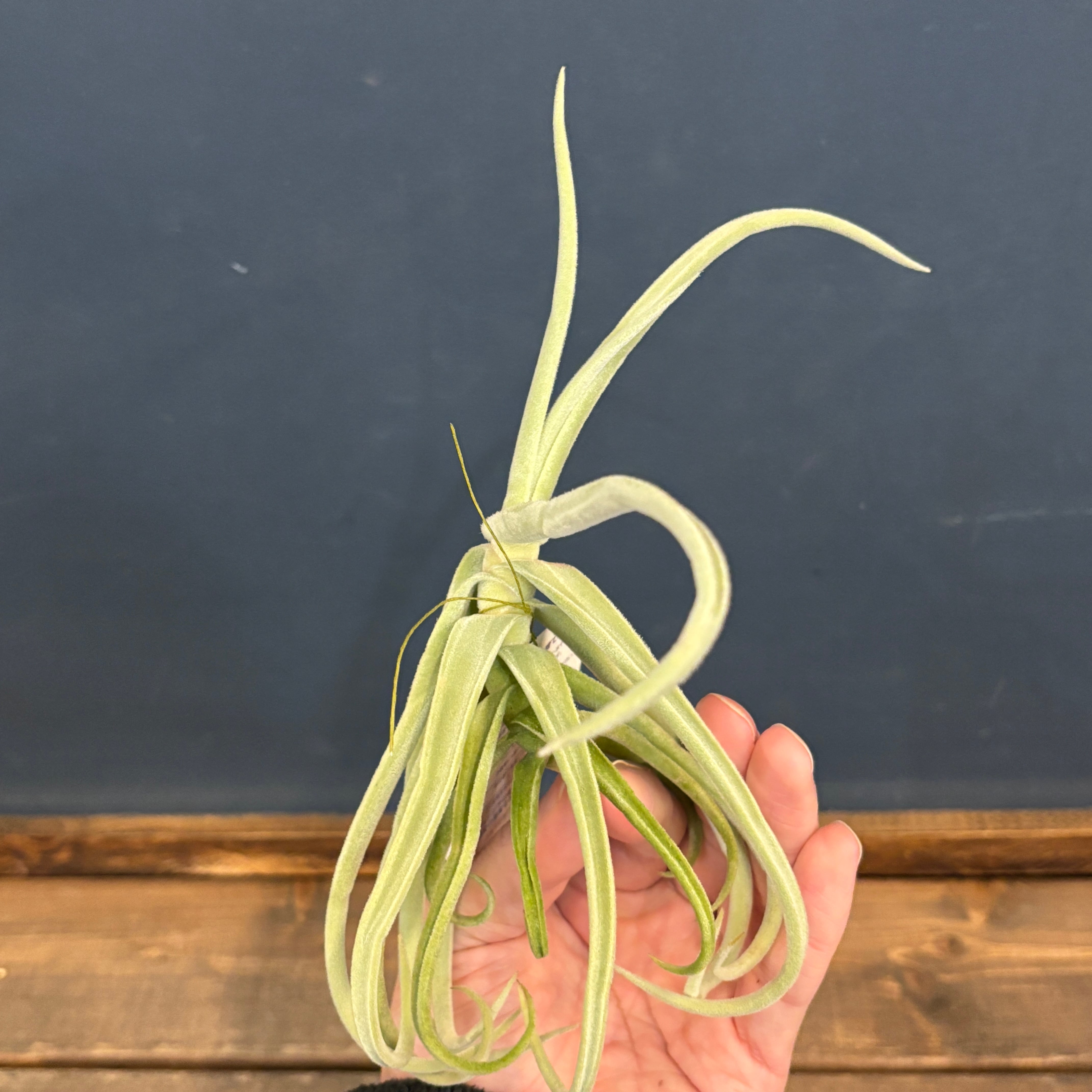 チランジア ドゥラティ（ドーラティ）【801】 | PROTOLEAF プロトリーフ