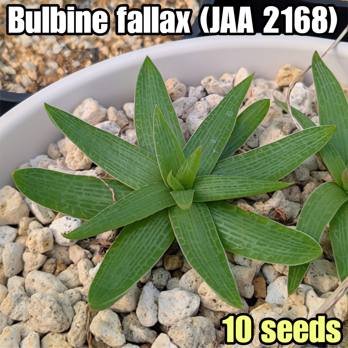 353ceee22758ea79b7b5103be93e2a