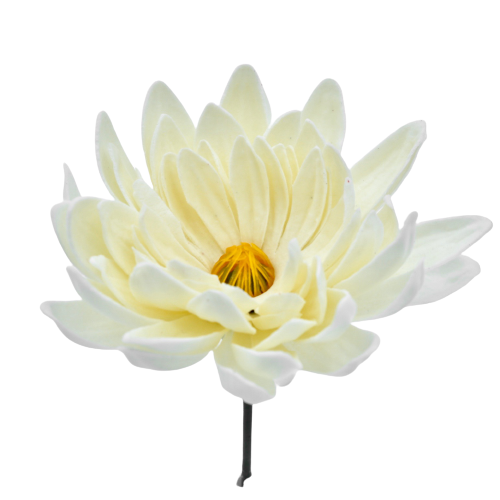 ダリアD-I1 薄アイボリー(15輪入りor25輪入り)