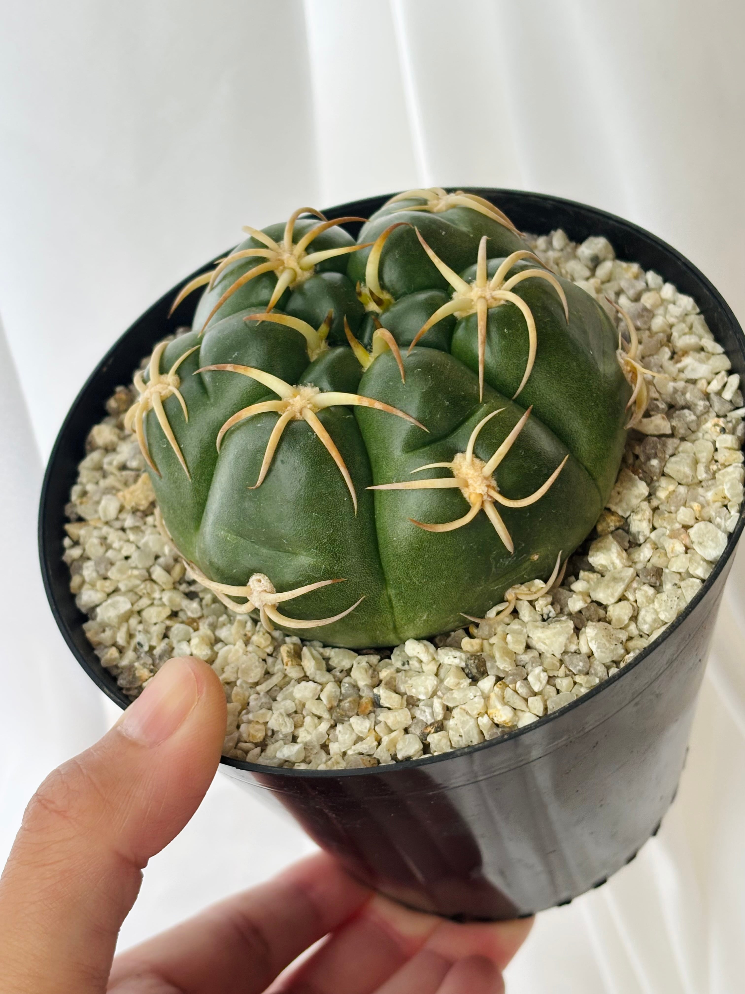 Gymnocalycium denudatum ギムノカリキウム 海王丸 サボテン | plants