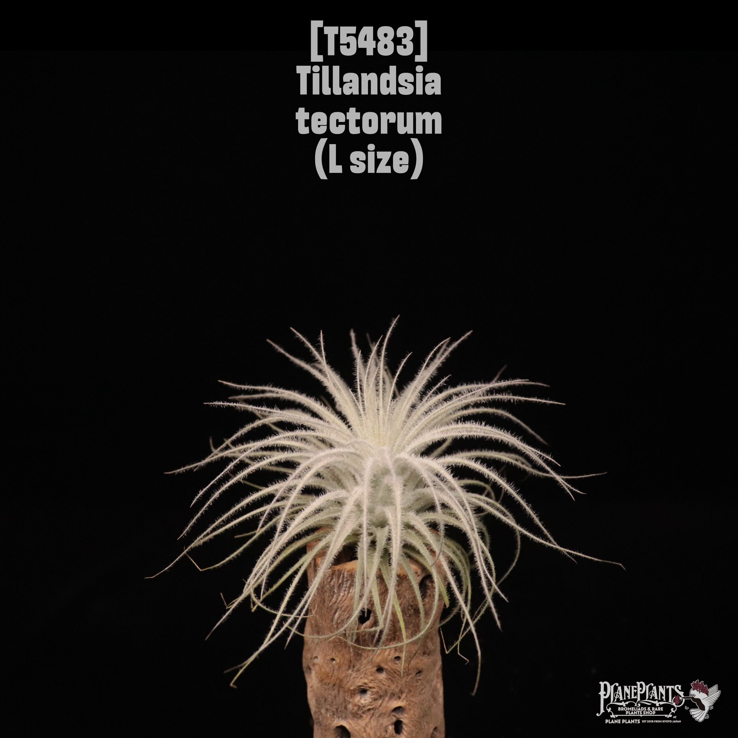 【送料無料】tectorum L〔エアプランツ〕現品発送T5483