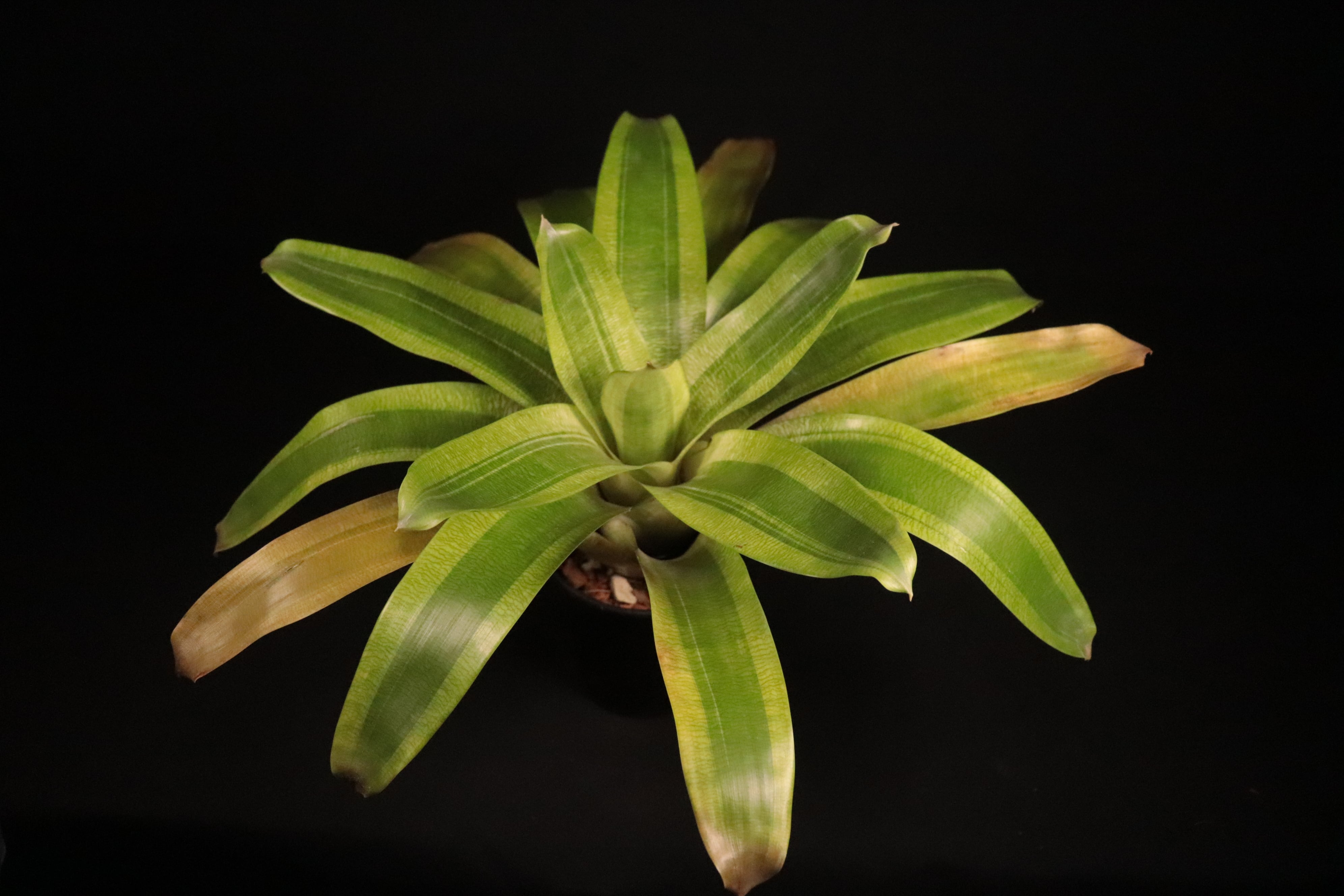 Vriesea 'Ocean Mist'〔フリーセア〕現品発送V0095 Vriesea 'Ocean Mist'〔フリーセア〕現品発送V0095