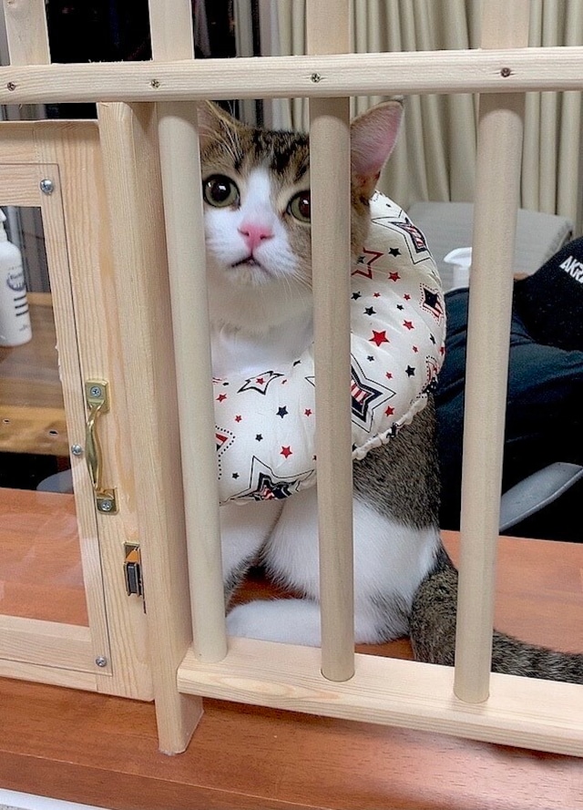 猫の進入防止柵 L型キッチンカウンター用 木工舎 あると工房 猫の進入防止柵 L型キッチンカウンター用 木工舎 あると工房