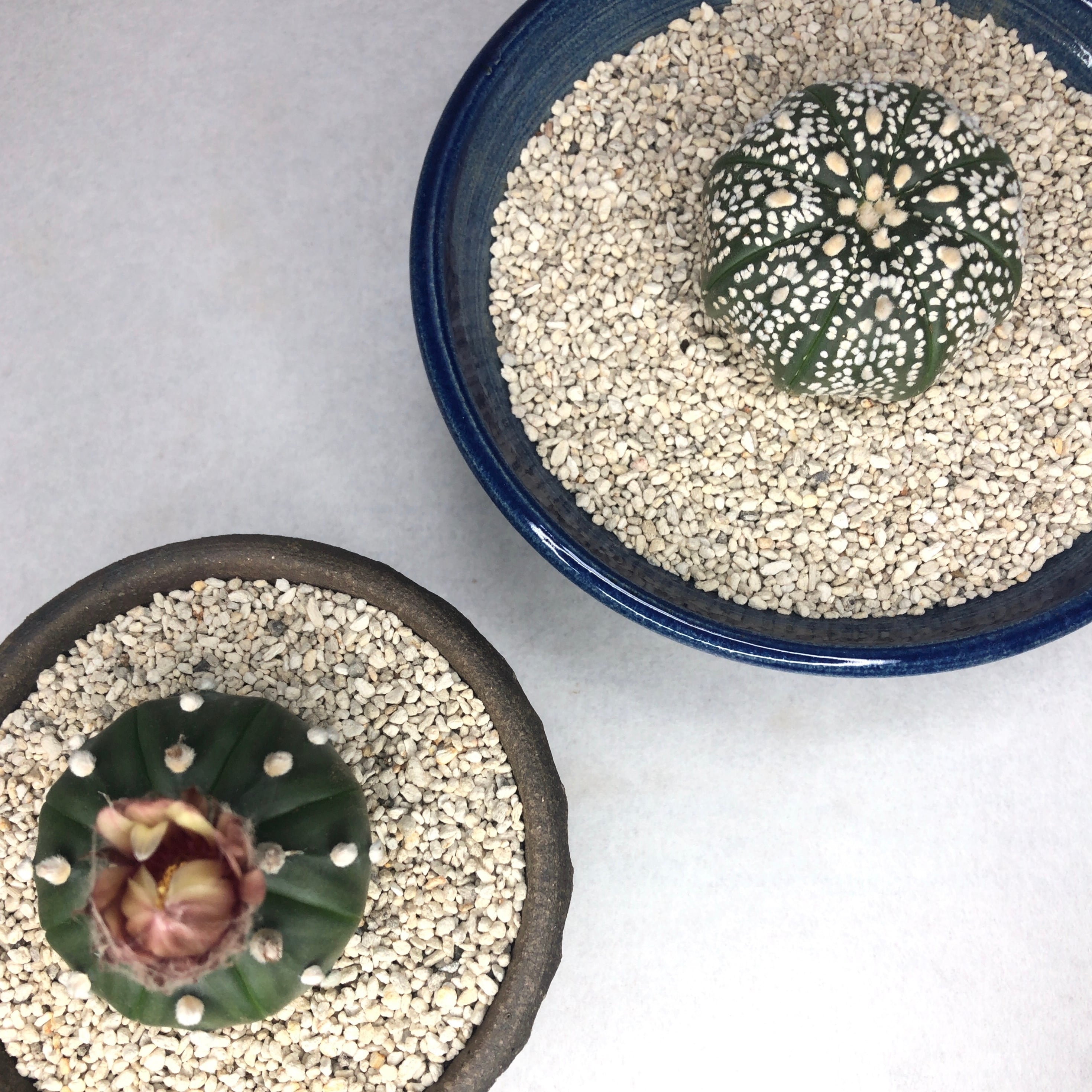 アストロフィツム 'スーパー兜'15鉢　3.5寸サイズ アストロフィツム スーパー兜 Vタイプ 3 Astrophytum asterias cv '