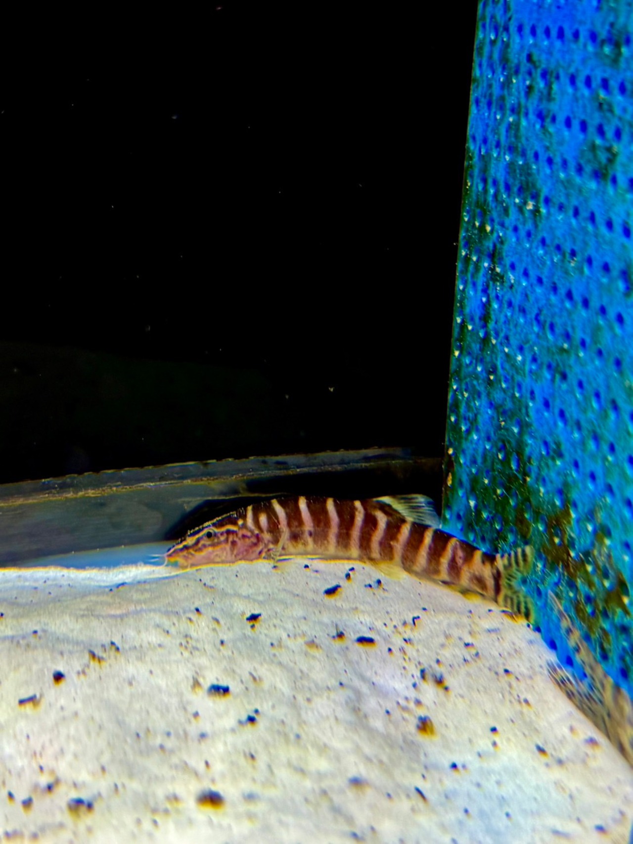 シニボティア　スペルキリアリス - 3