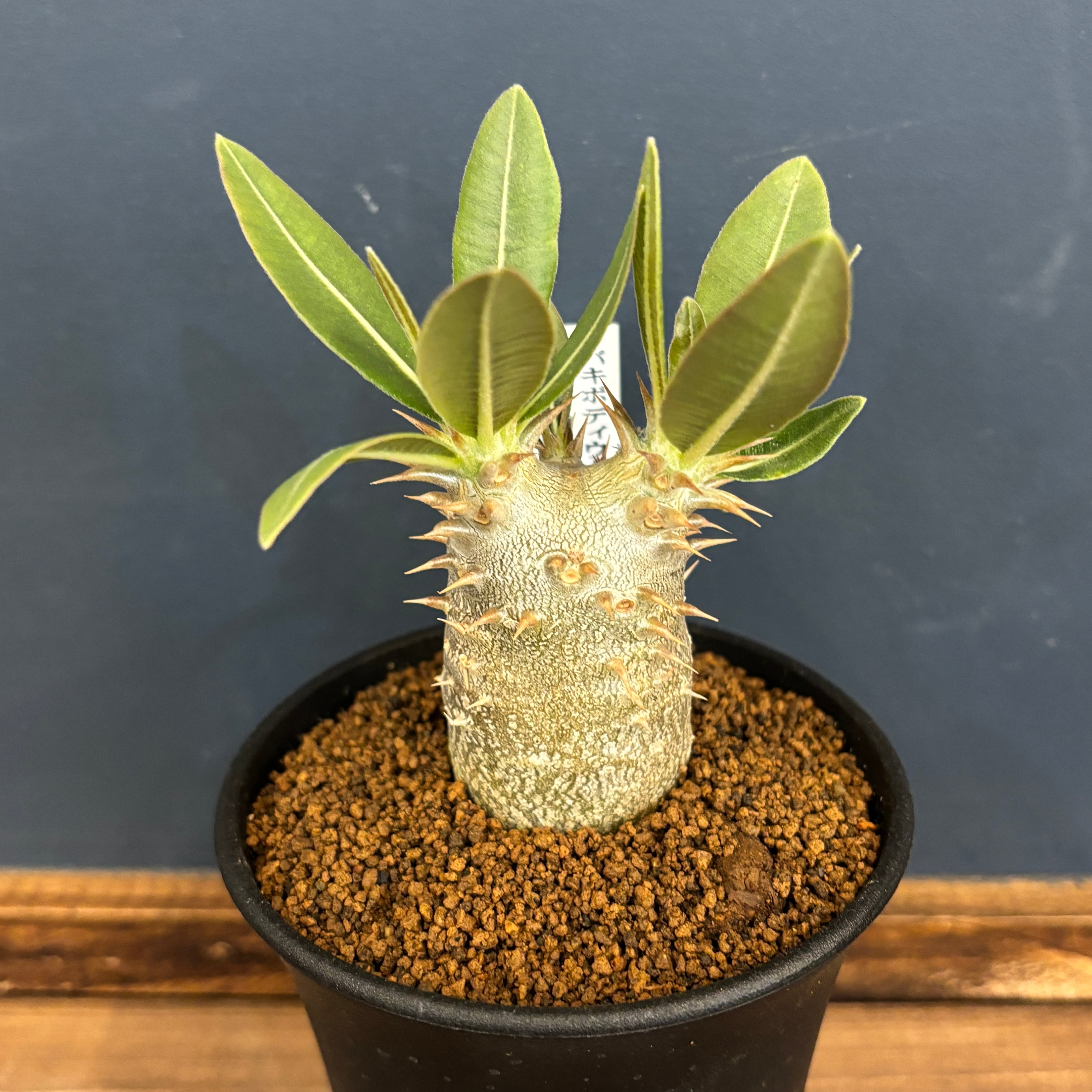 パキポディウム　ロスラーツム 3545b115c96e19bab5997b4b16065c