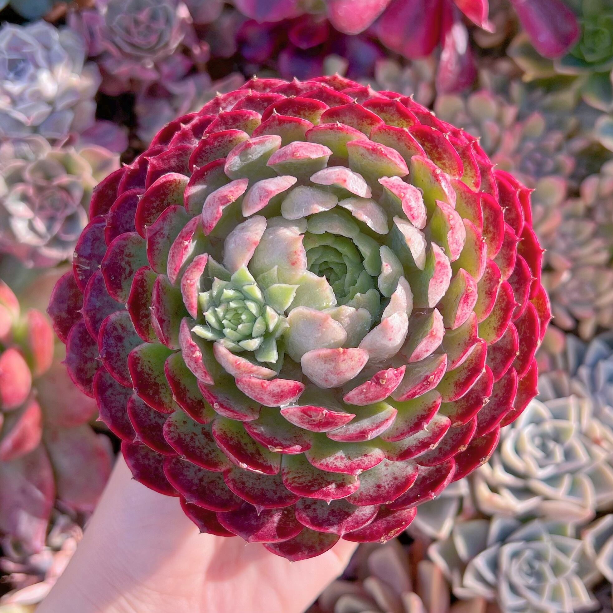 現品　朱砂痣#844　大苗　るる農園