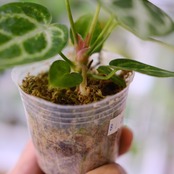 アンスリウム ドラヤキ × シルバーブラッシュ / Anthurium Dorayaki × Anthurium Silver brush⑥ / 観葉植物<育て方・花言葉>