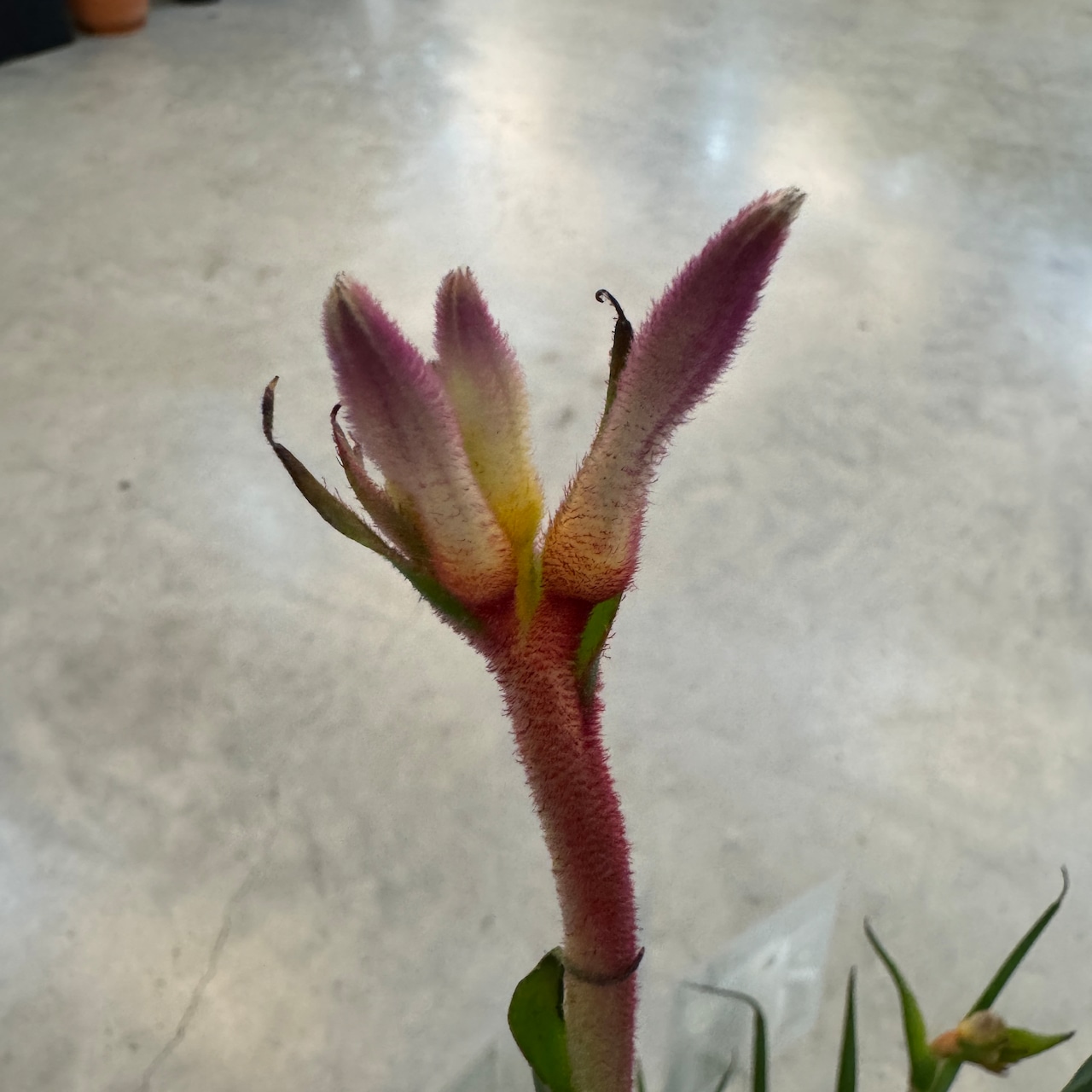 カンガルーポー【244】