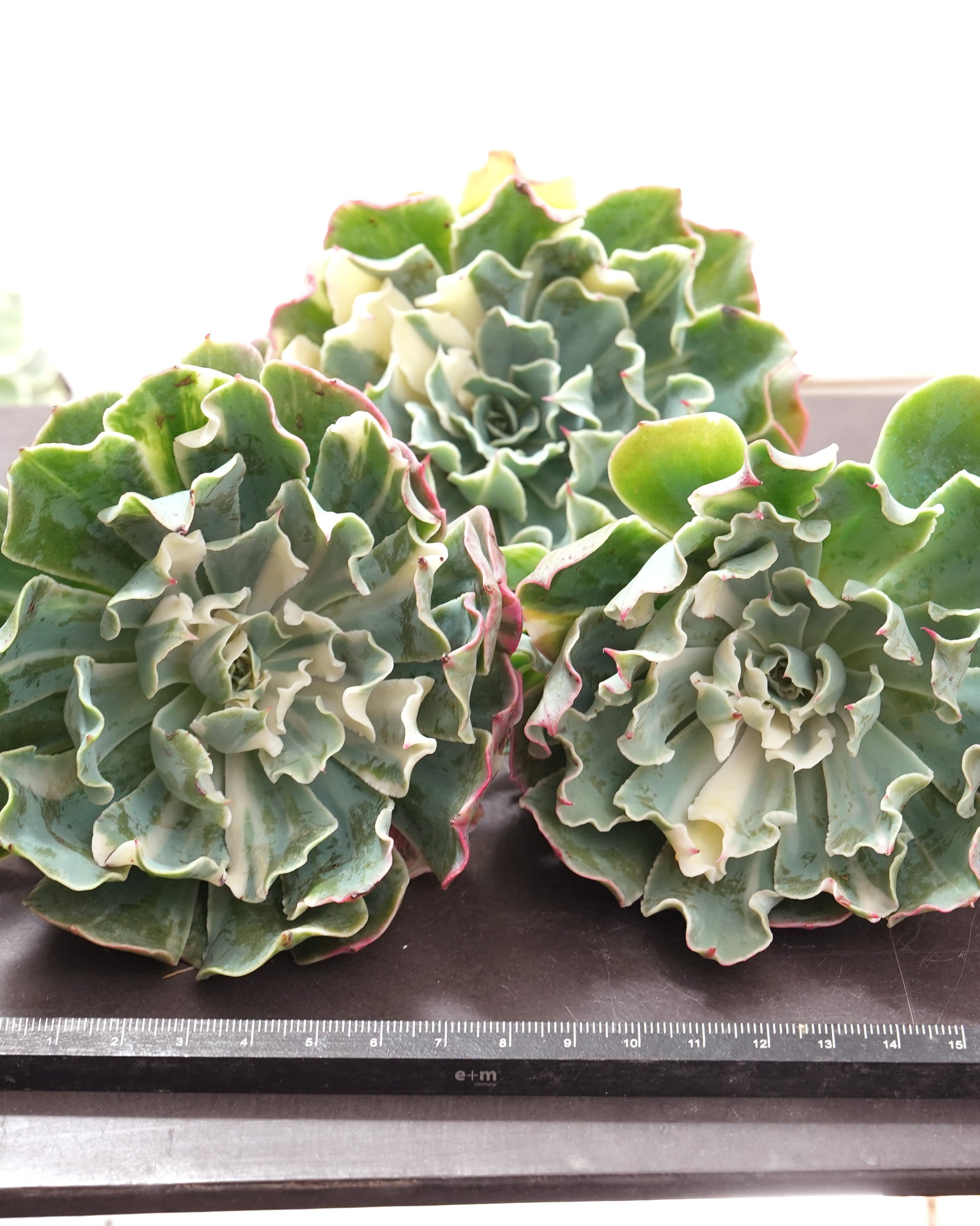 日本初？うちにしかない？！ | PUKUBOOK SUCCULENTS