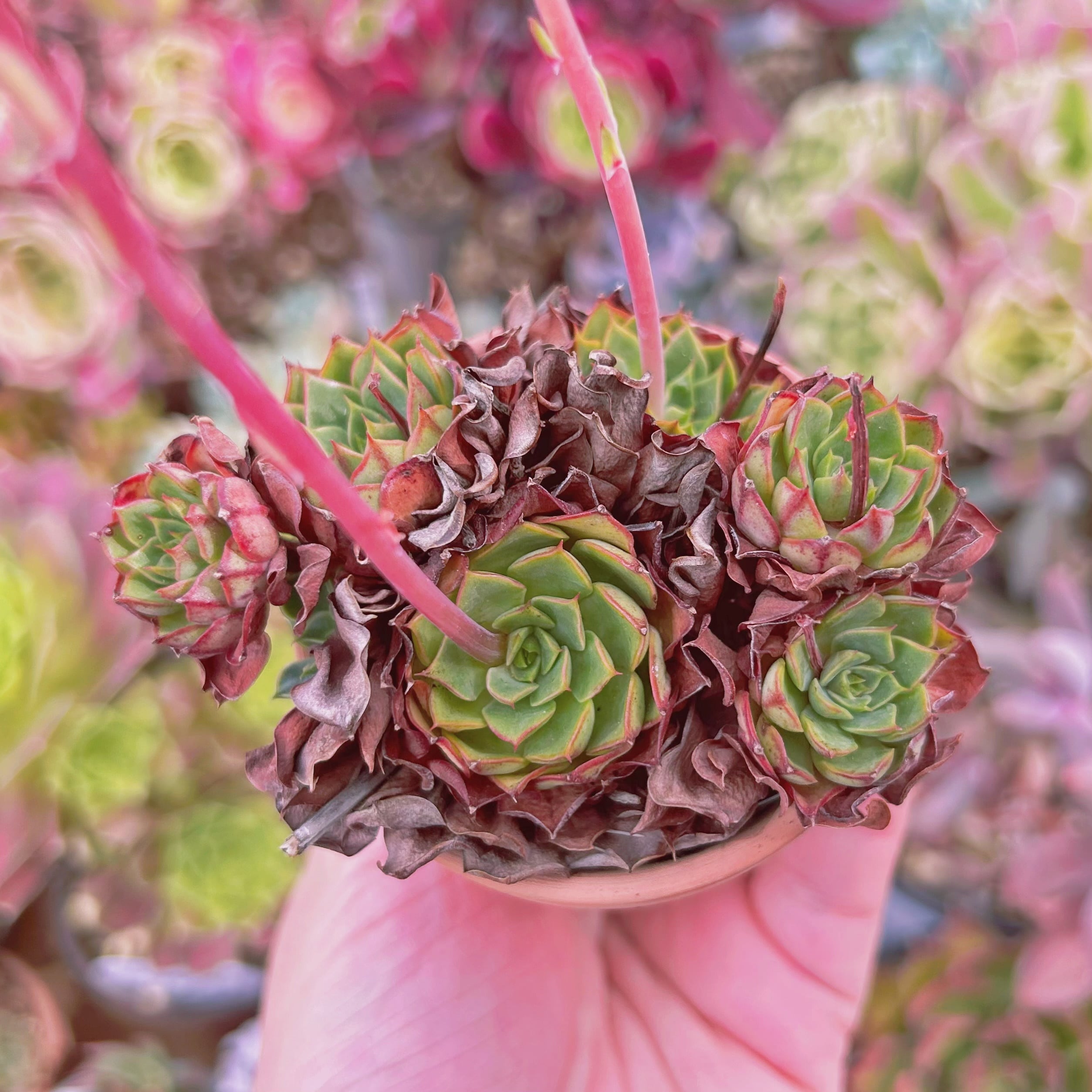 #266現物　多肉植物　ラブファイア　抜き苗