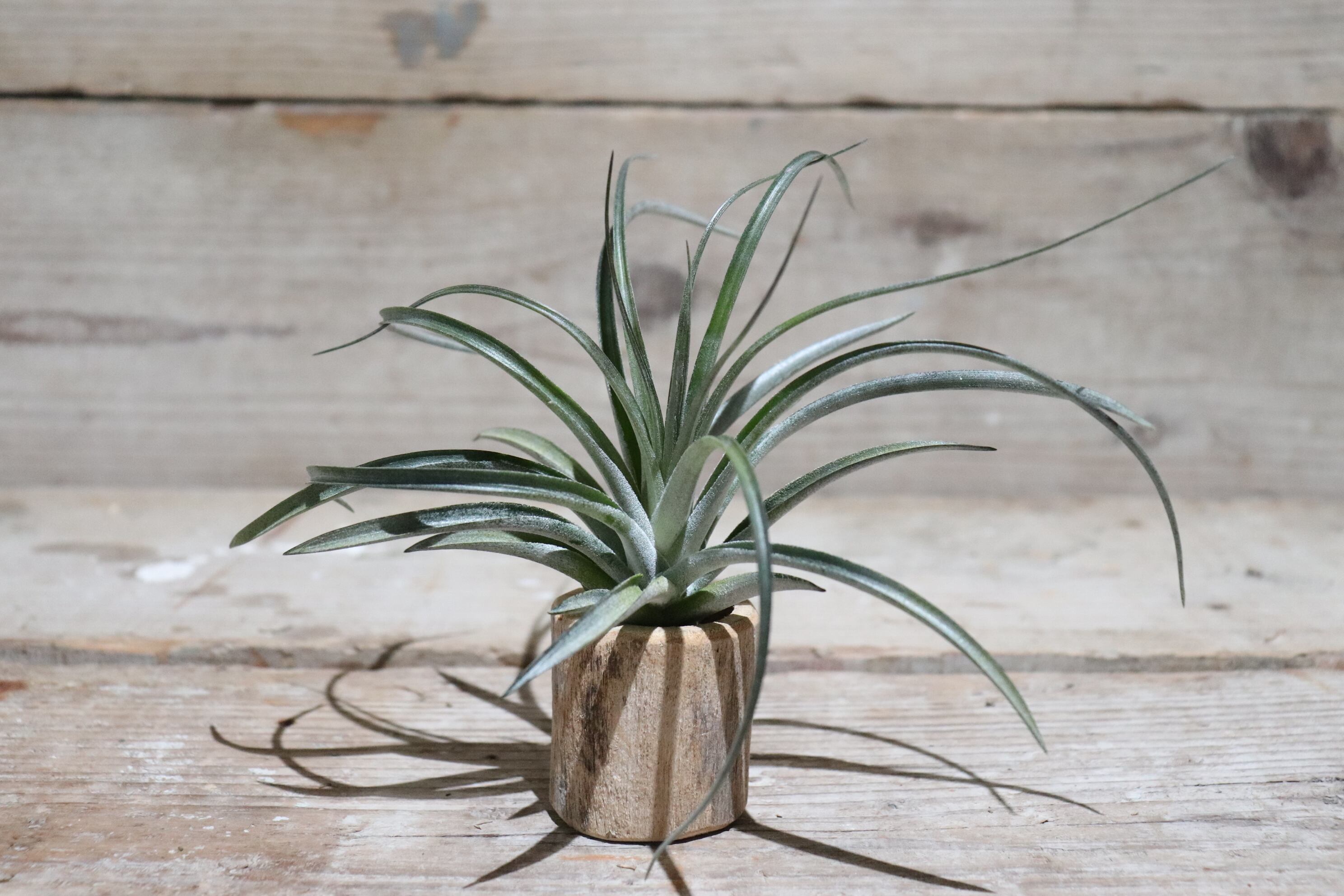 送料無料】Zsa Zsa〔エアプランツ〕現品発送T1092 | plane plants 送料無料】Zsa Zsa〔エアプランツ〕現品発送T1092 | plane plants