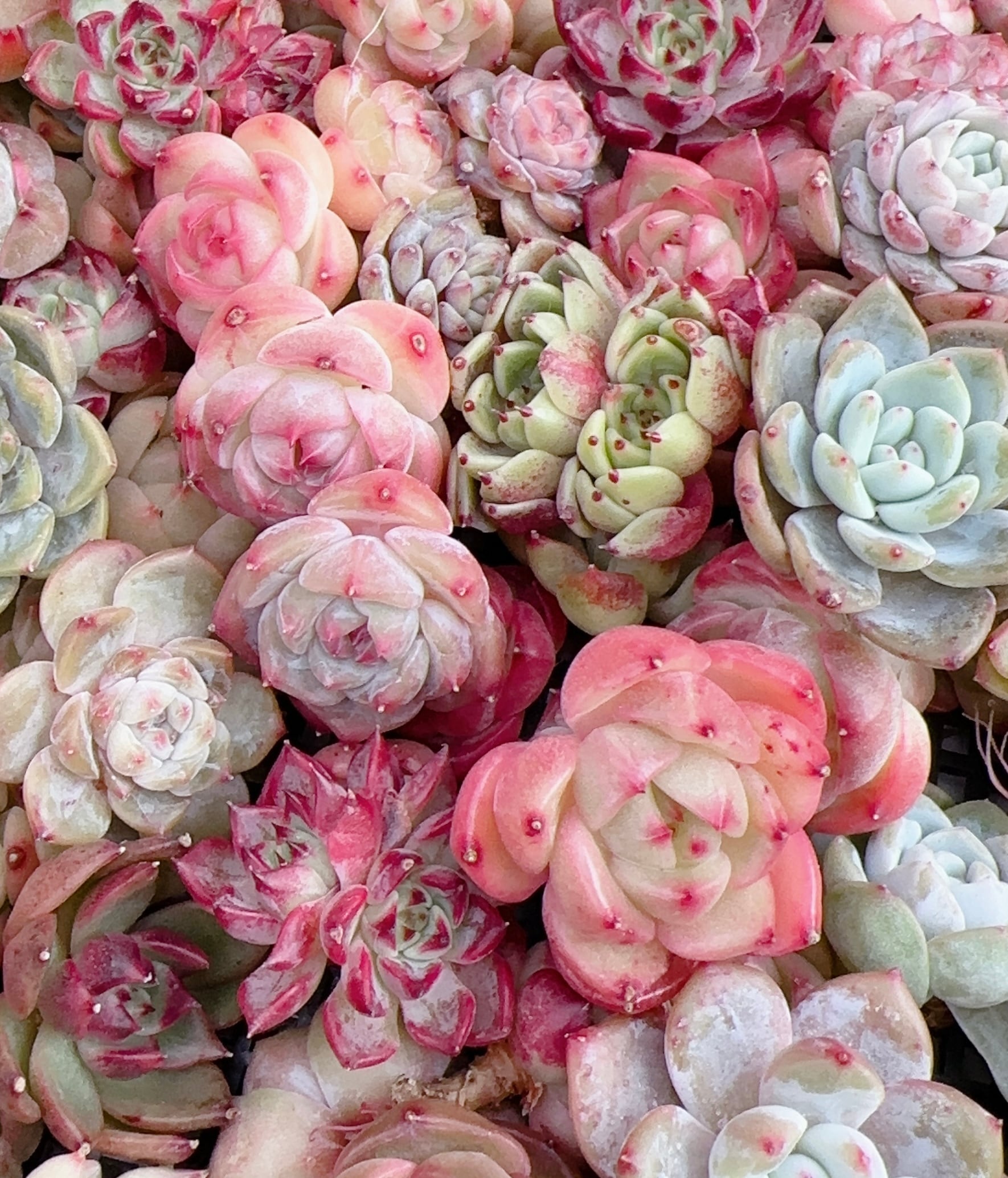 354cea6099f1b15c912c225c556ac6