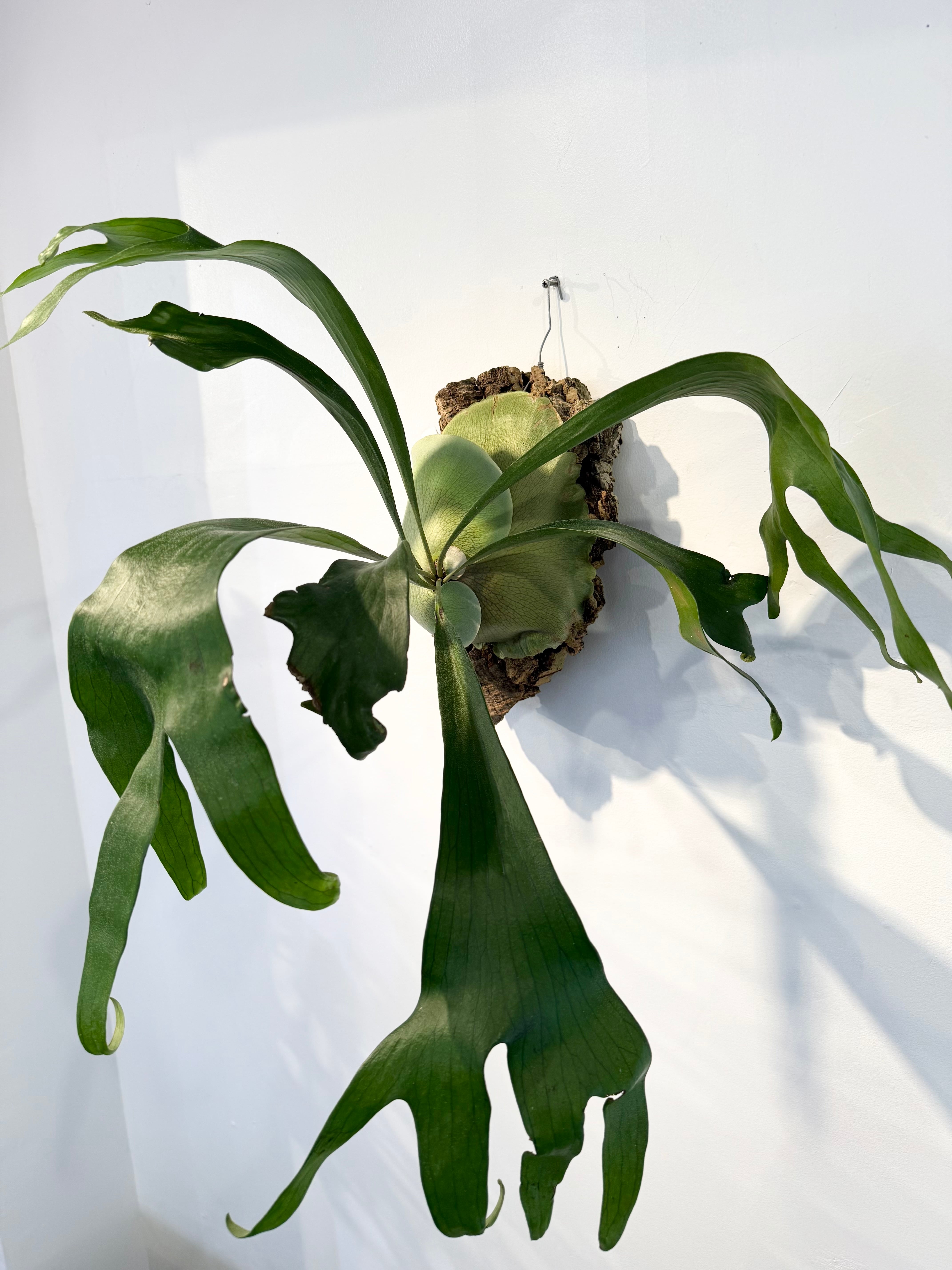 P. hillii (Yot) ビカクシダ ヒリー（ヨット） | vandaka plants