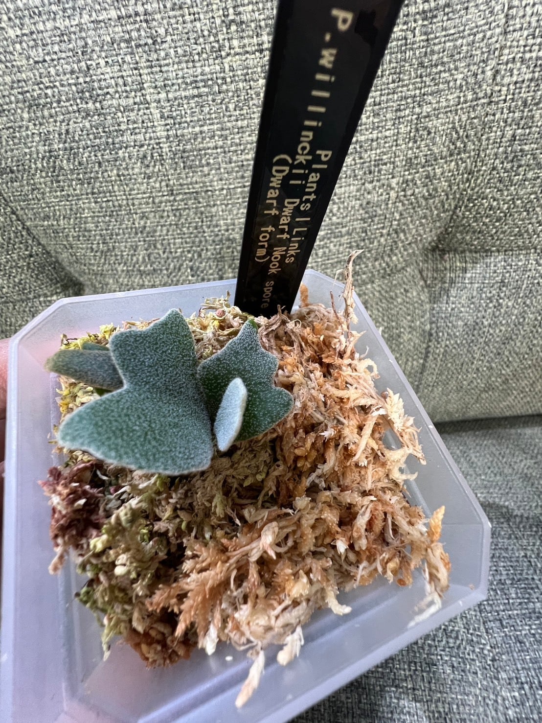 ALL ITEM | Plants.Links