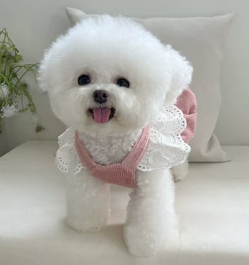 ドッグ 犬 中型犬 小型犬 フレブル チワワ パグ ヨークシャテリア ミニチュアダックス 服カテゴリ ドッグウェア 室内着 ドレス ワンピース スカート フレア ベーシック リボン コーデュロイ かわいい きれいめ シンプル カジュアル 上品 おしゃれ ラフ 主役級 存在感 ラブリー キュート シンプル 無地 デート お出かけ お泊まり 散歩 室内 コーデ インスタ映え XXS XS S M L XL XXL XXXL 小さいサイズ 大きいサイズ 白 ホワイト 黄色 イエロー ピンク オレンジ