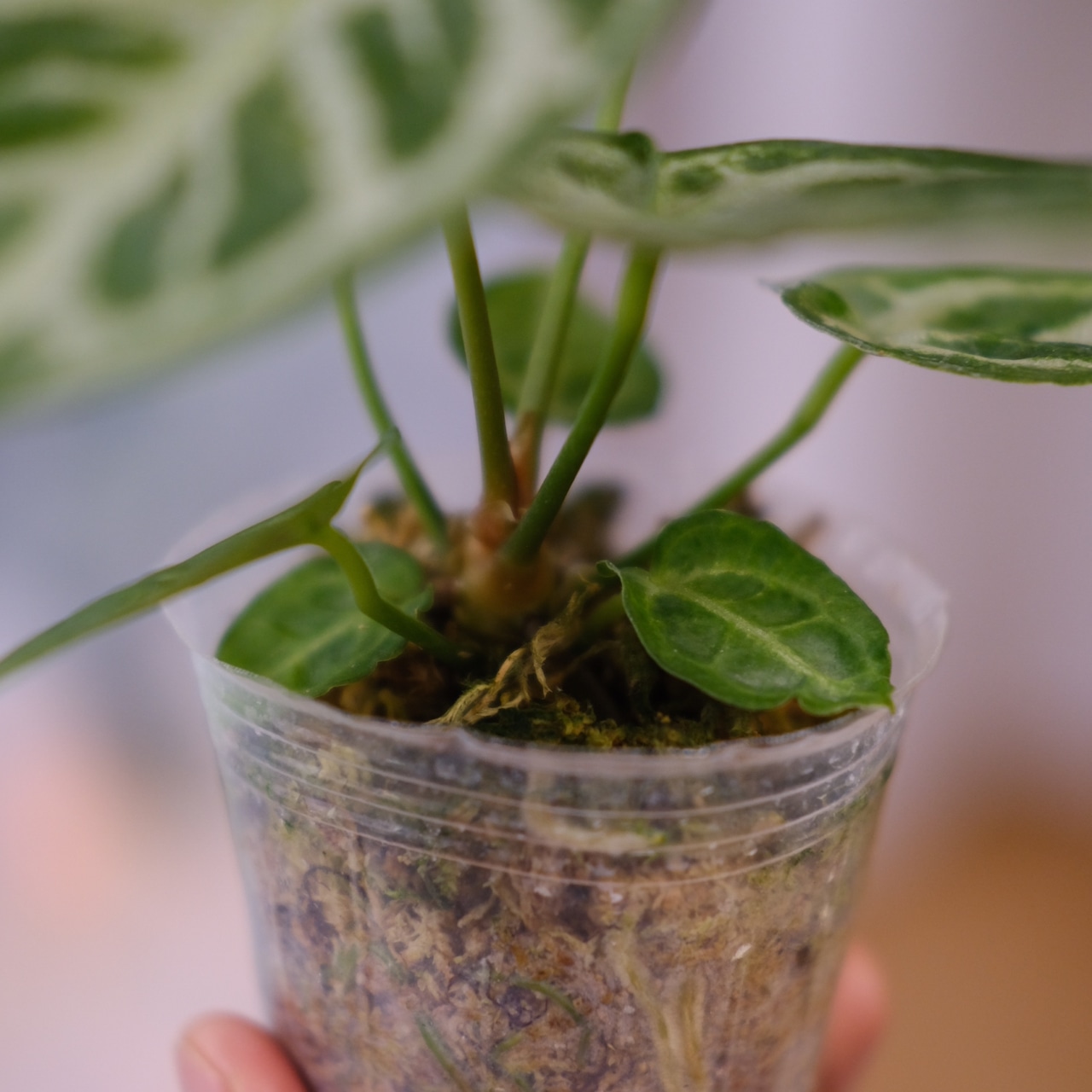 アンスリウム ドラヤキ × シルバーブラッシュ / Anthurium Dorayaki × Anthurium Silver brush⑧ / 観葉植物<育て方・花言葉>