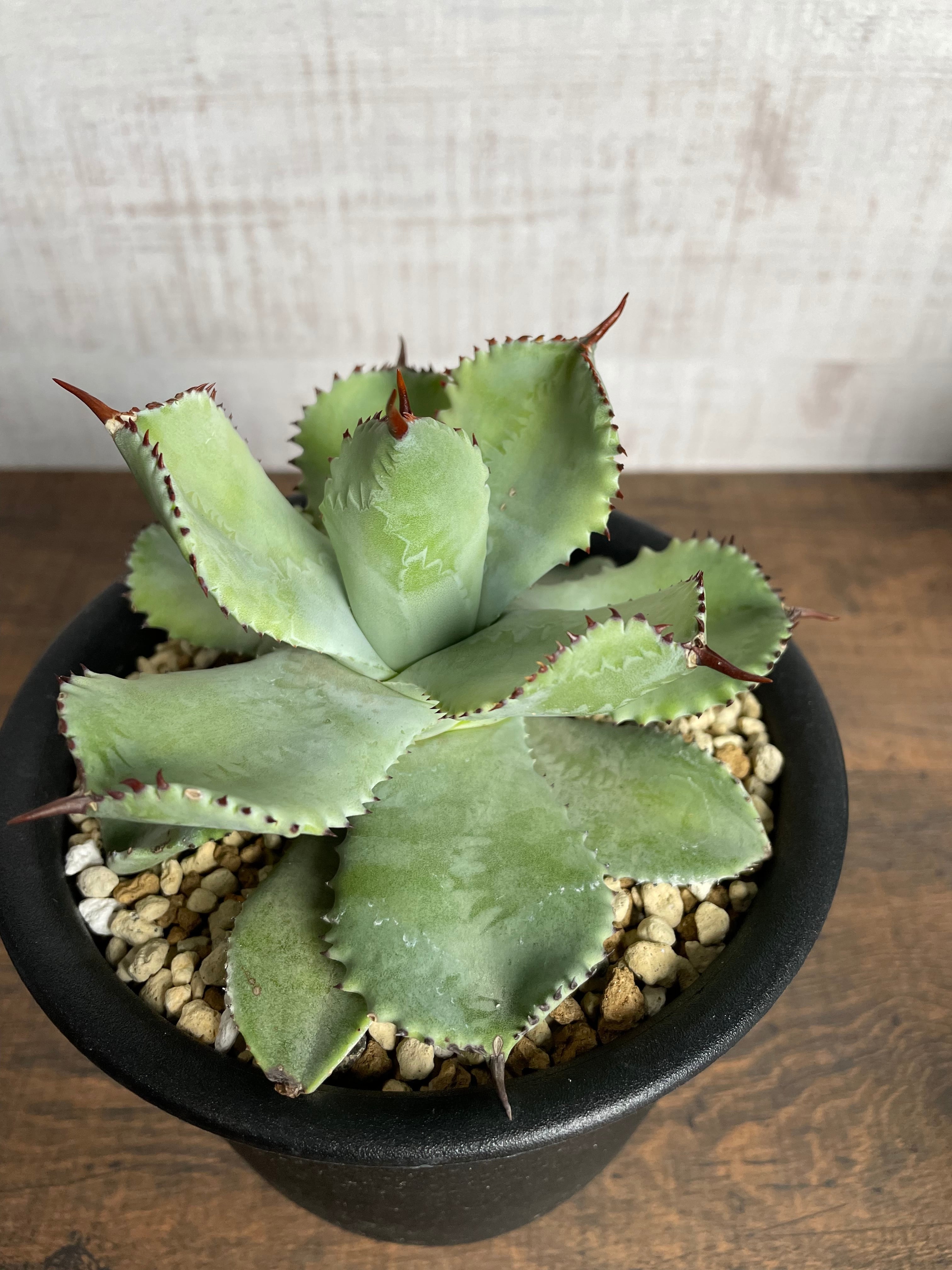 ユタエンシス×イシスメンシス　妖蟹　hybrid Agave ハイブリッドアガベ