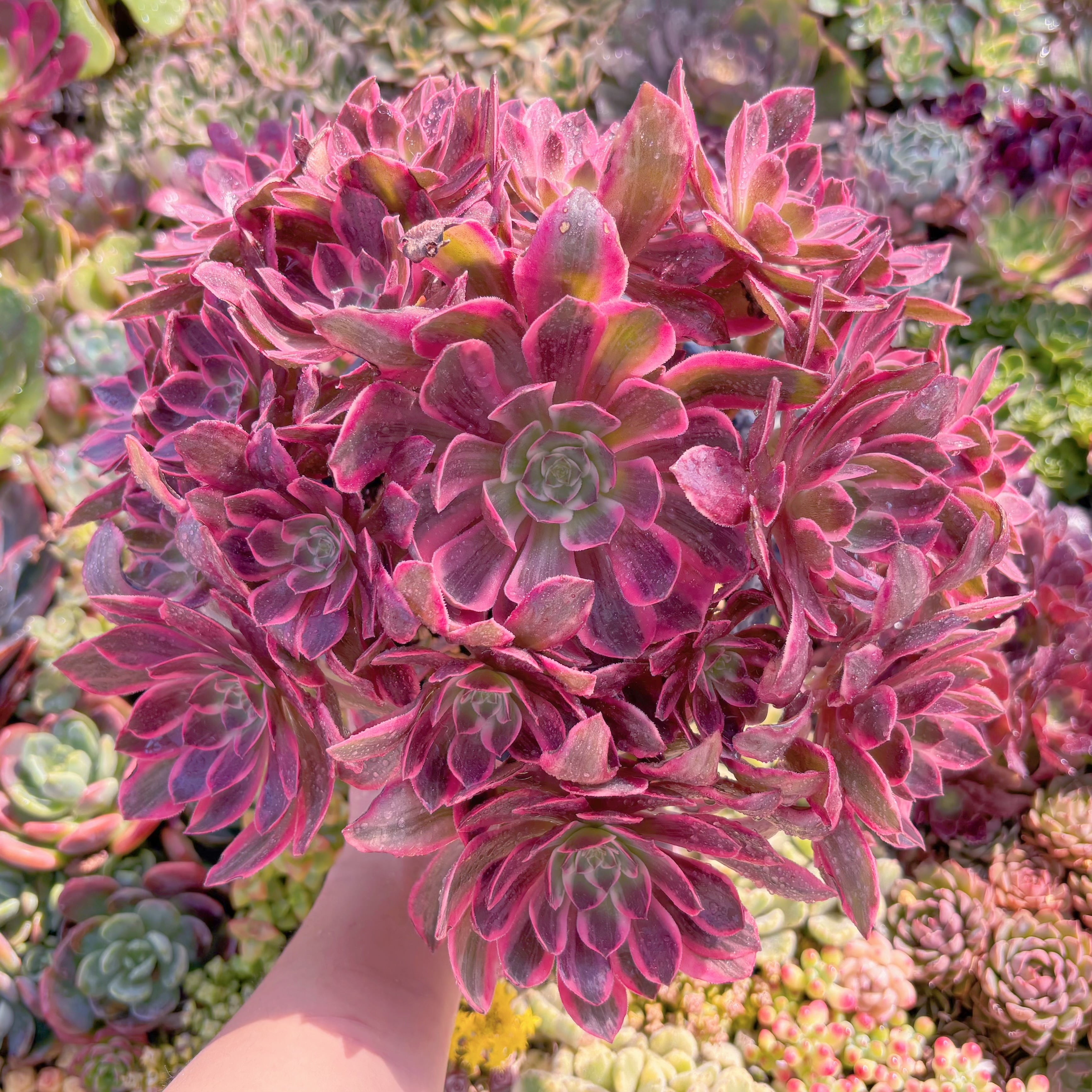 現品　新品種　浣沙錦#546　特大群生　新入荷　るる農園