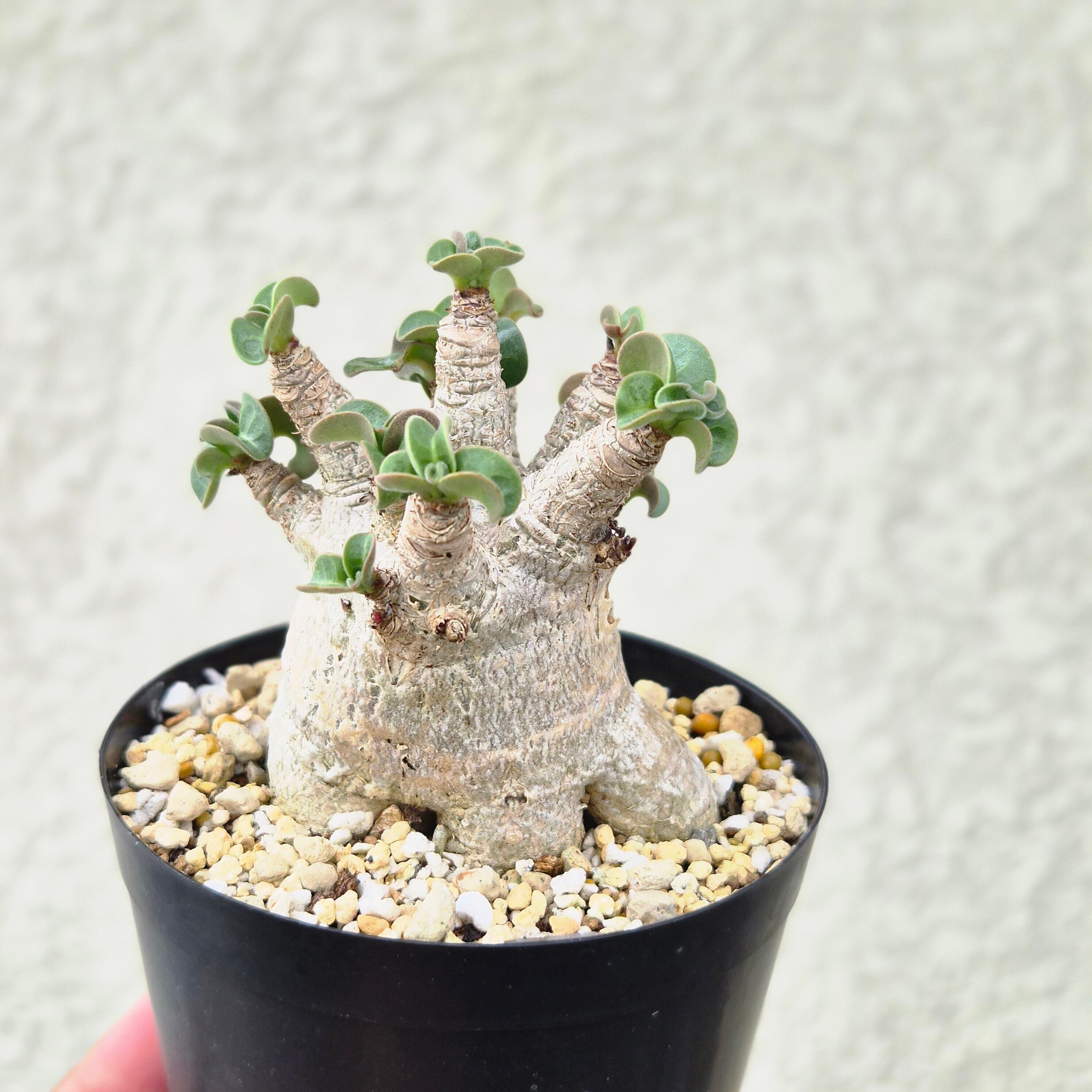 Mサイズ④《 Adenium Arabicum D.H.A》アデニウム アラビカム 獅子葉 ドーセットホーン 塊根植物 巻葉