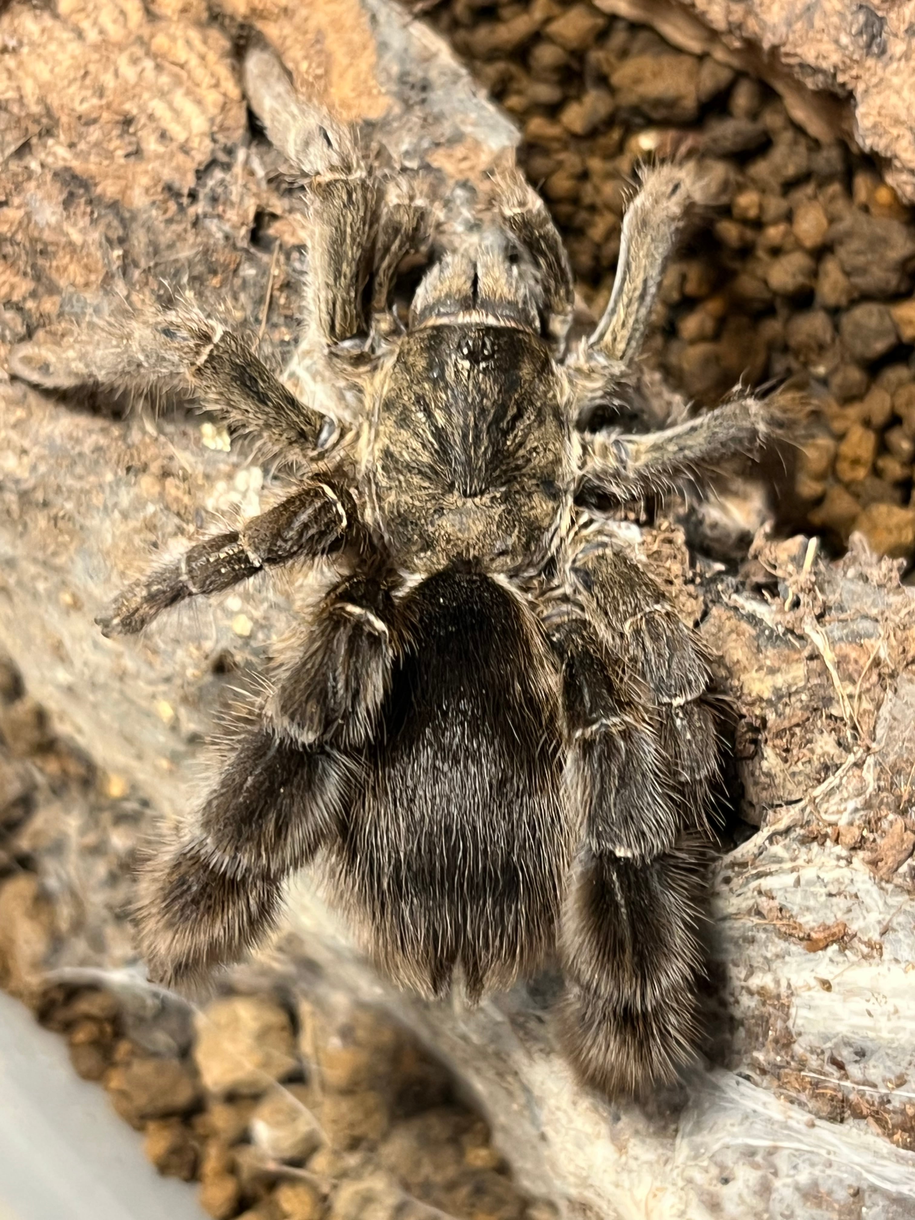 ラスト】キングバブーンタランチュラ LS2cm程 ムカデセンチピード